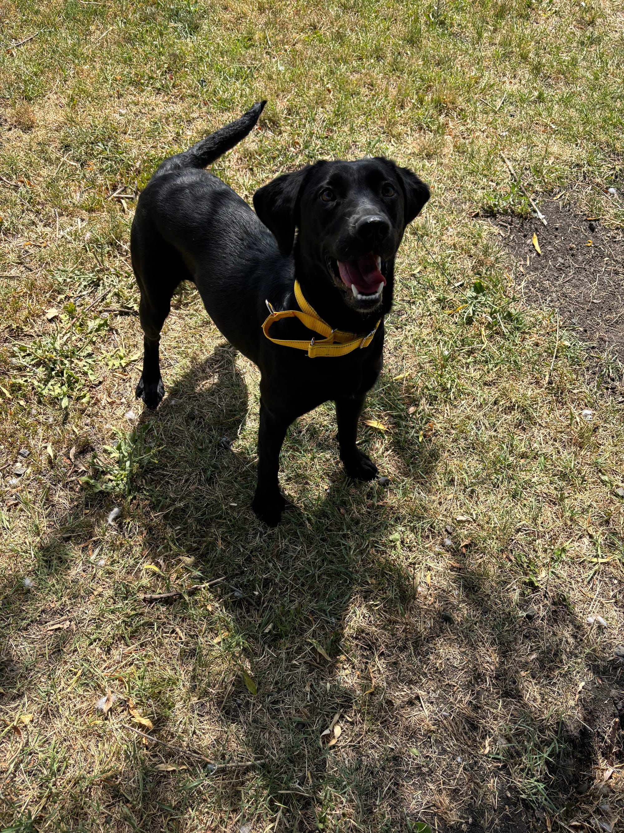 Ebony