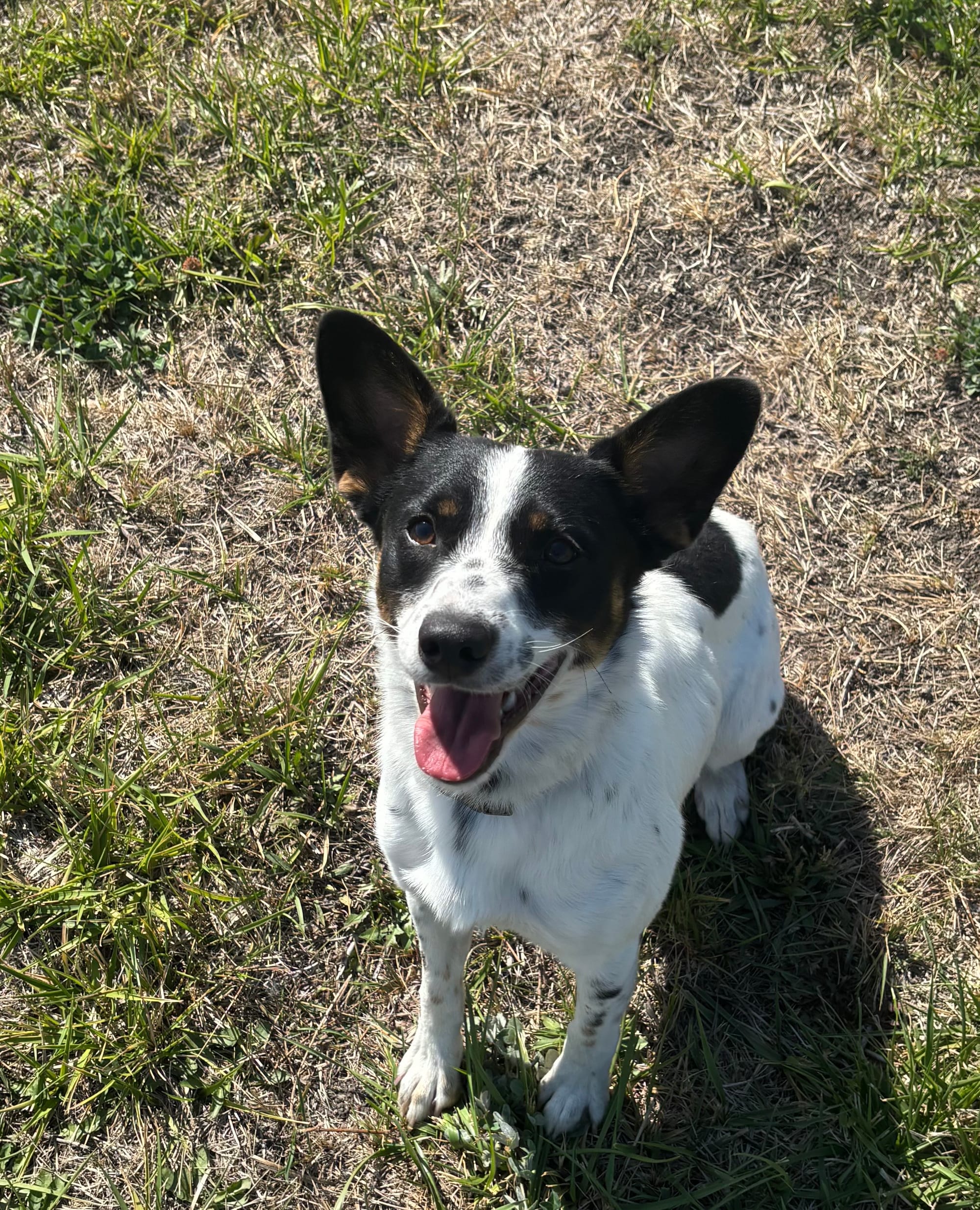 Mochi