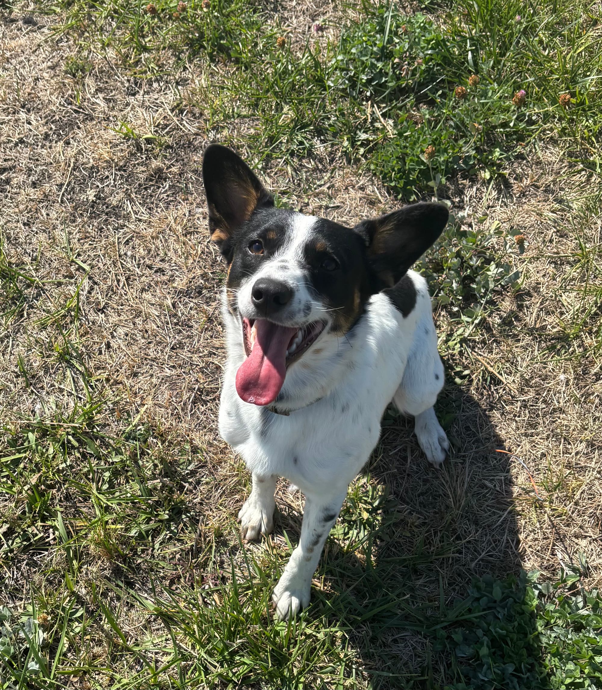 Mochi