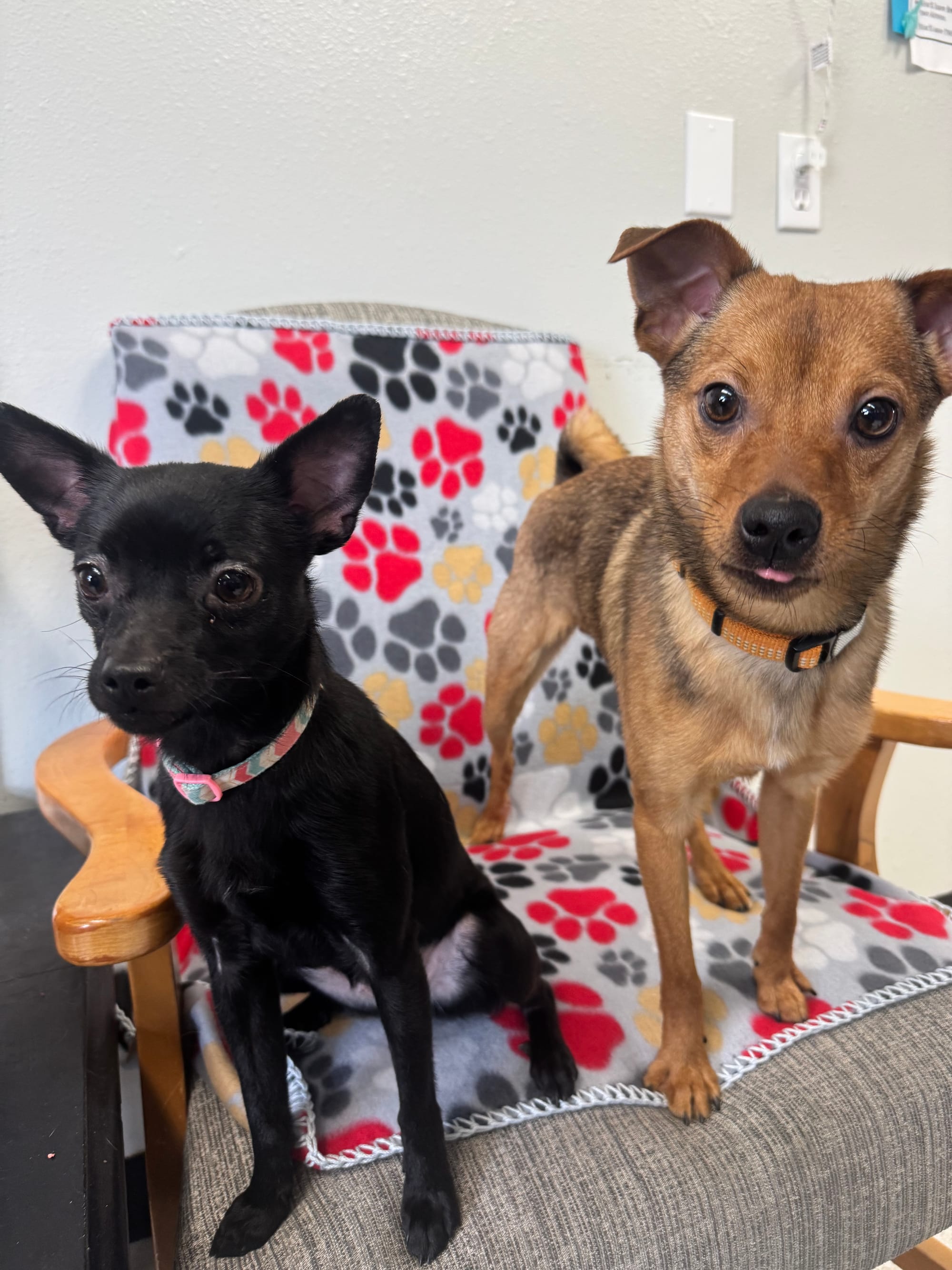 Meet Pooh & Ruby! (Bonded Pair)