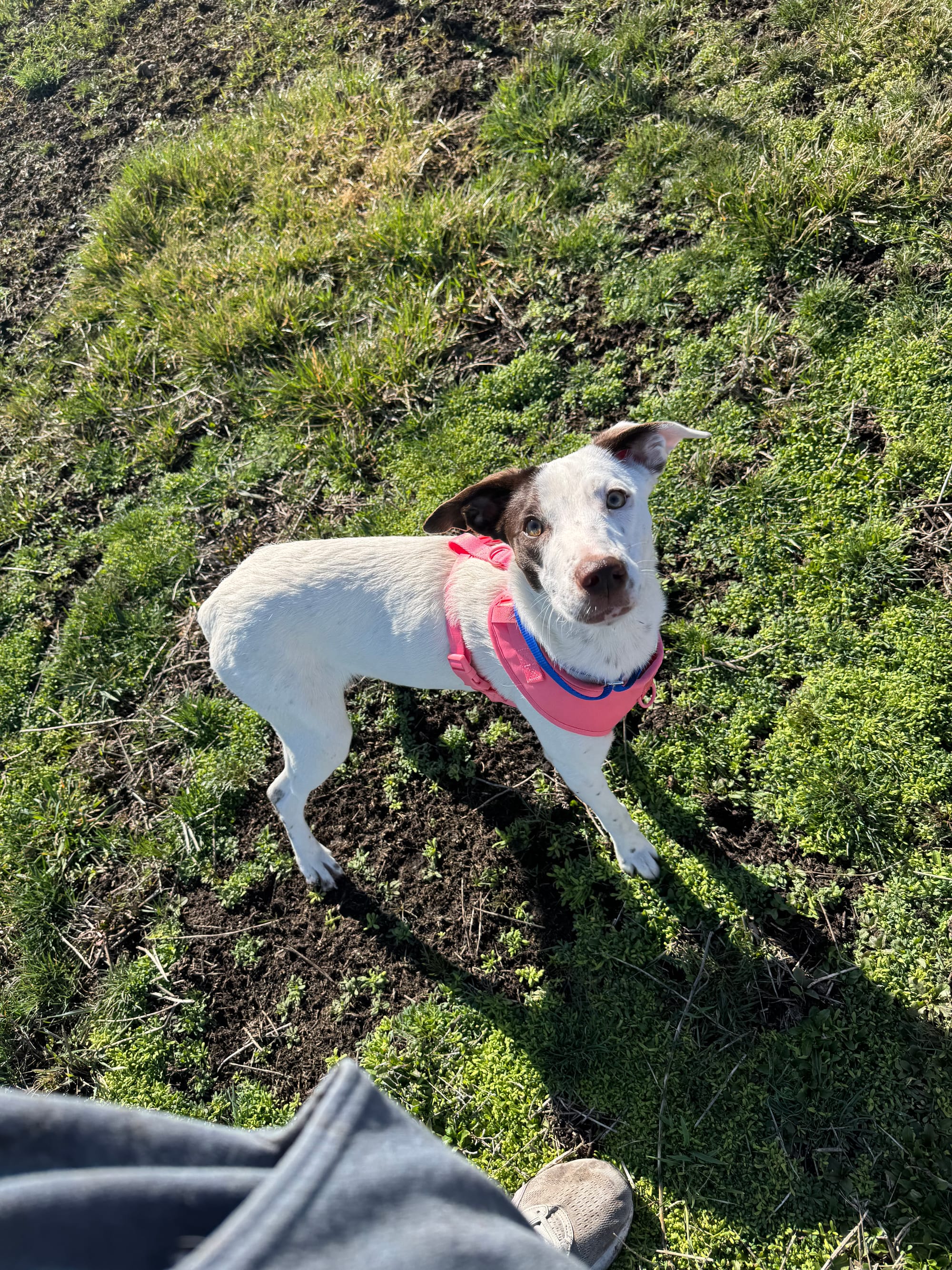 Zara, 7/8 month old border collie/hound, female