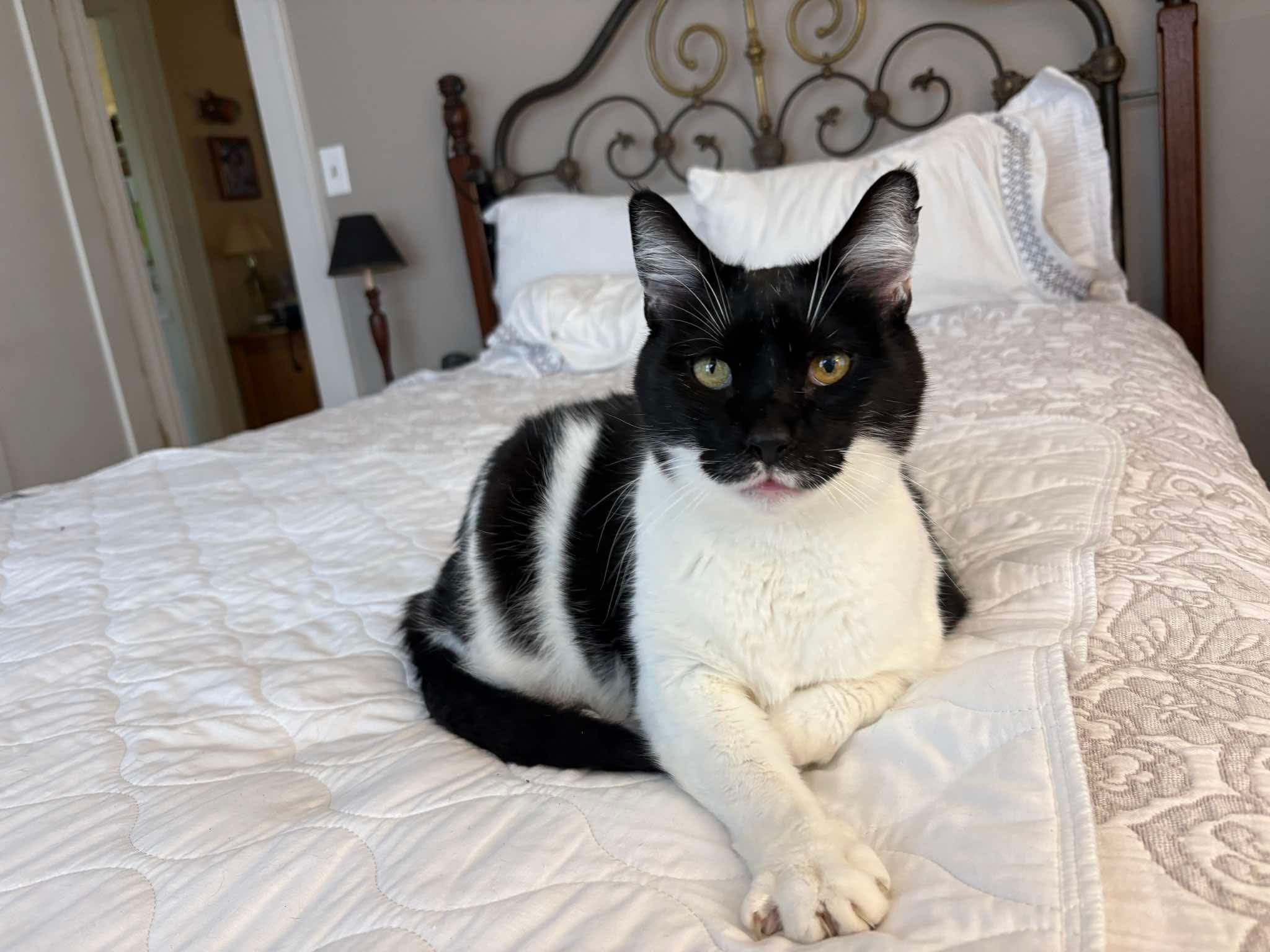 Batman — 9-Year-Old Black & White Gentle Giant
