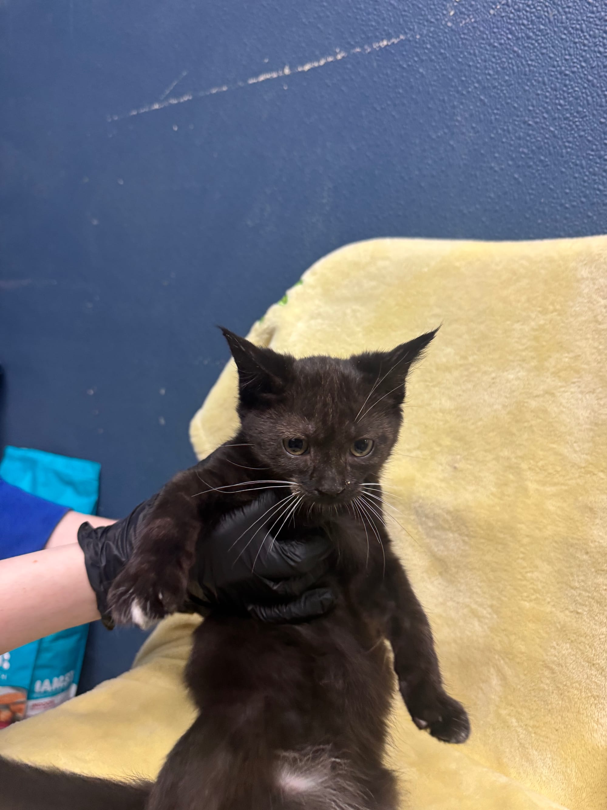 Mrs. Puff, Female, NOT READY TO ADOPT YET