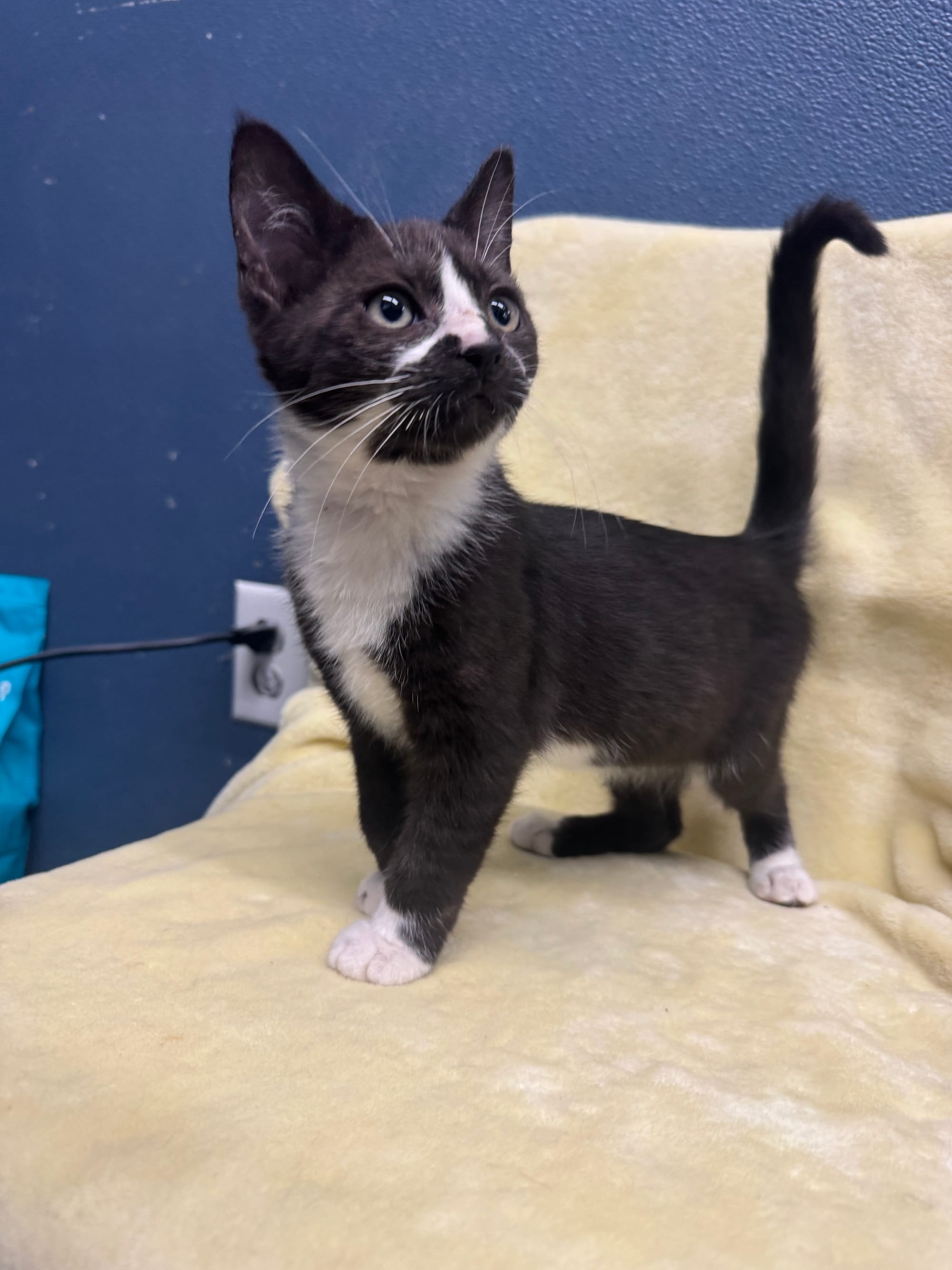 Mr. Krabs, Male, NOT READY TO ADOPT YET