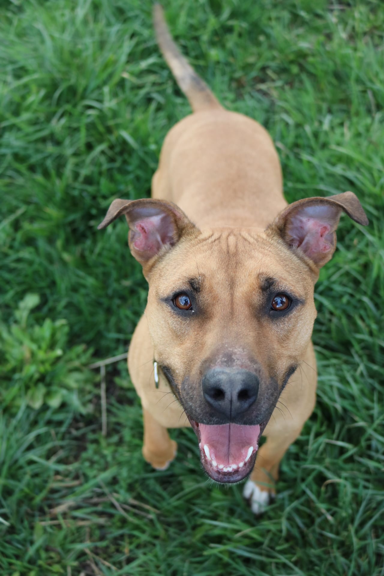 Cocoa, 3 year old Staffy/Ridgeback Mix, Female