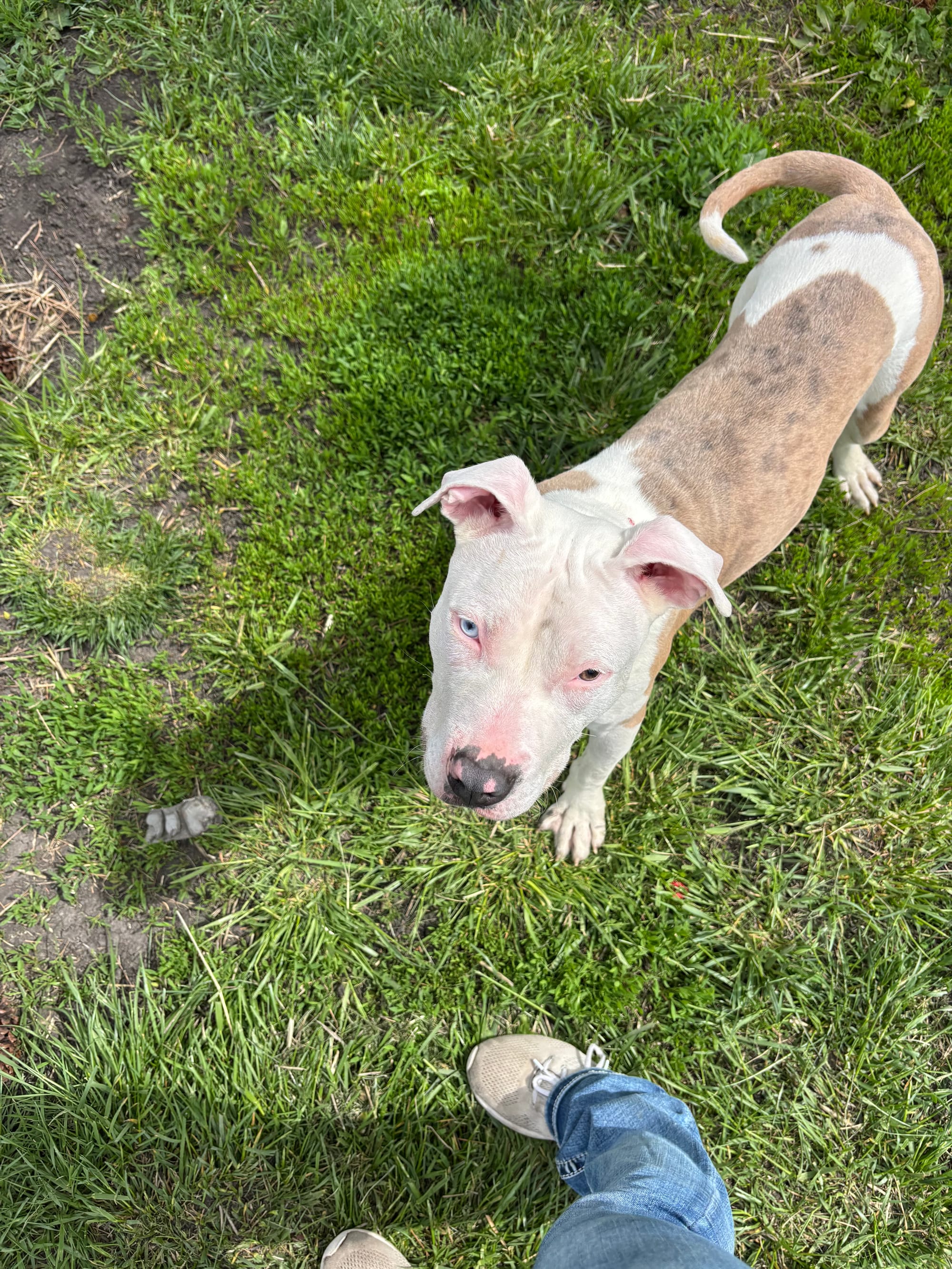 Hobby Horse, 7 Month Old, Pitty Mix, Male, CURRENTLY IN TRAINING