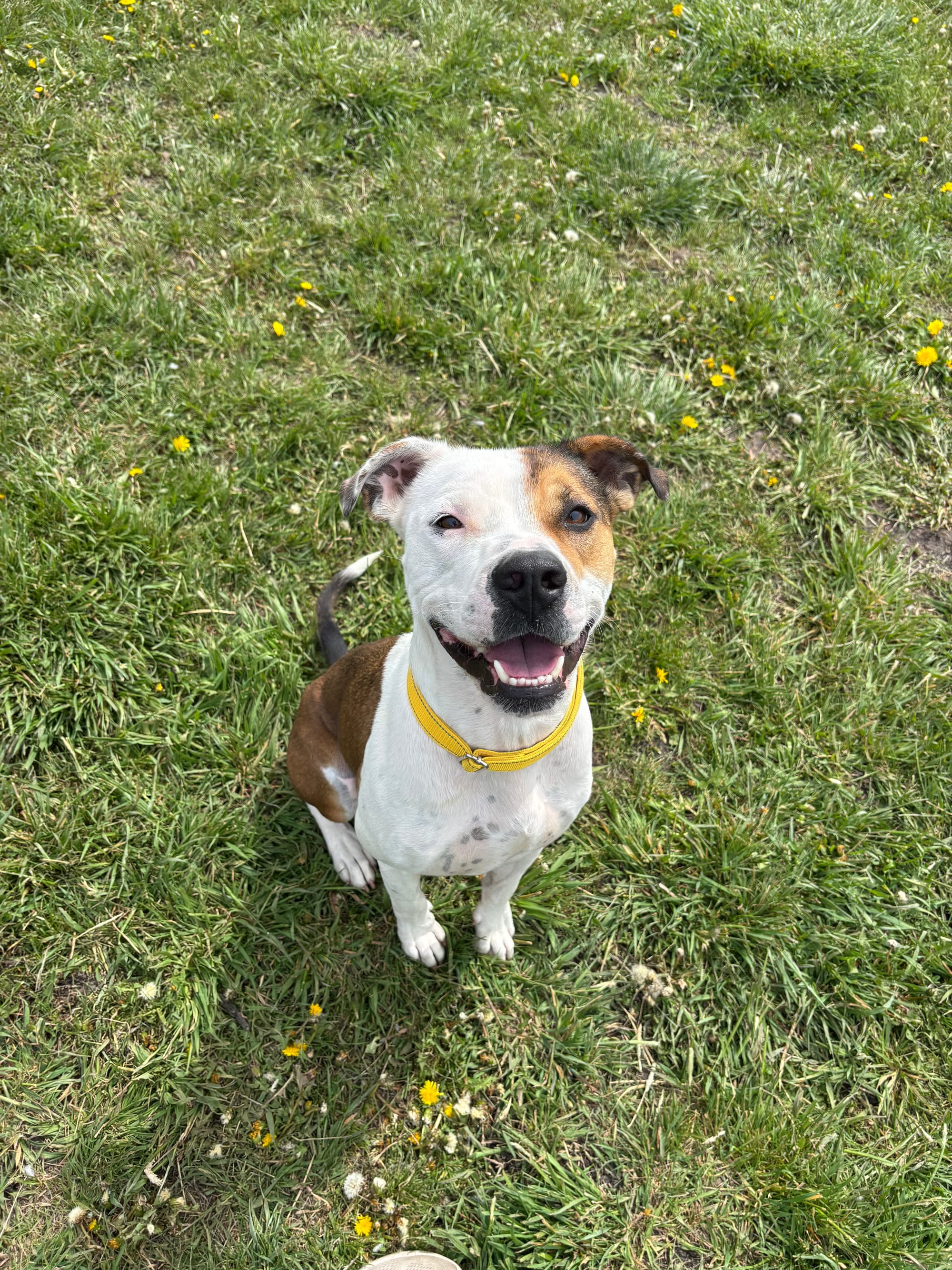 Buck, 5 Year Old, Pitty Mix, Male