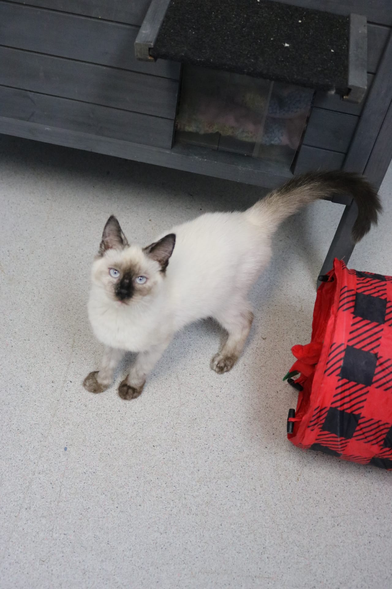 Sandy Cheeks, Female
