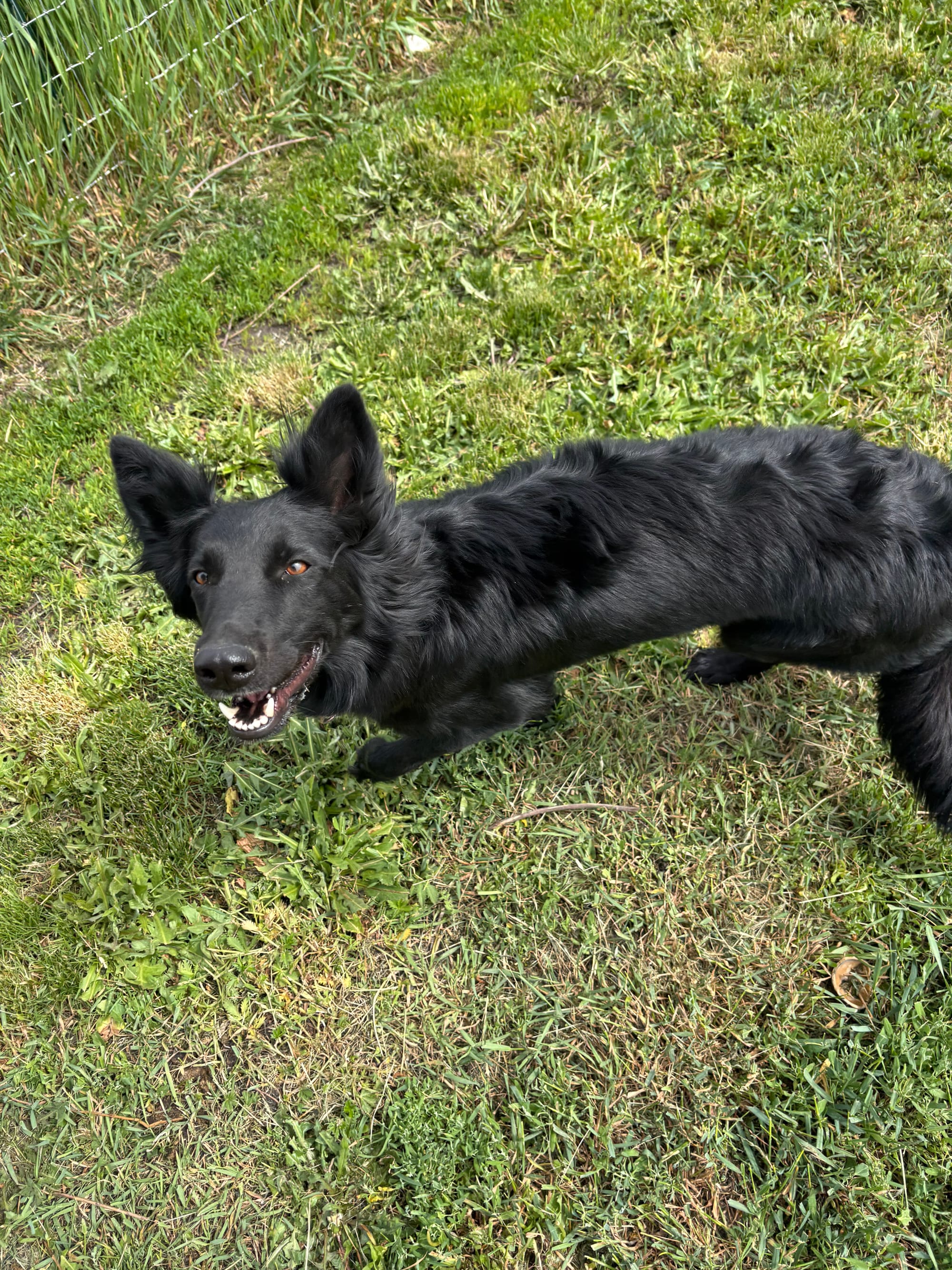 Luna, 2 year old, Mixed Breed, Female