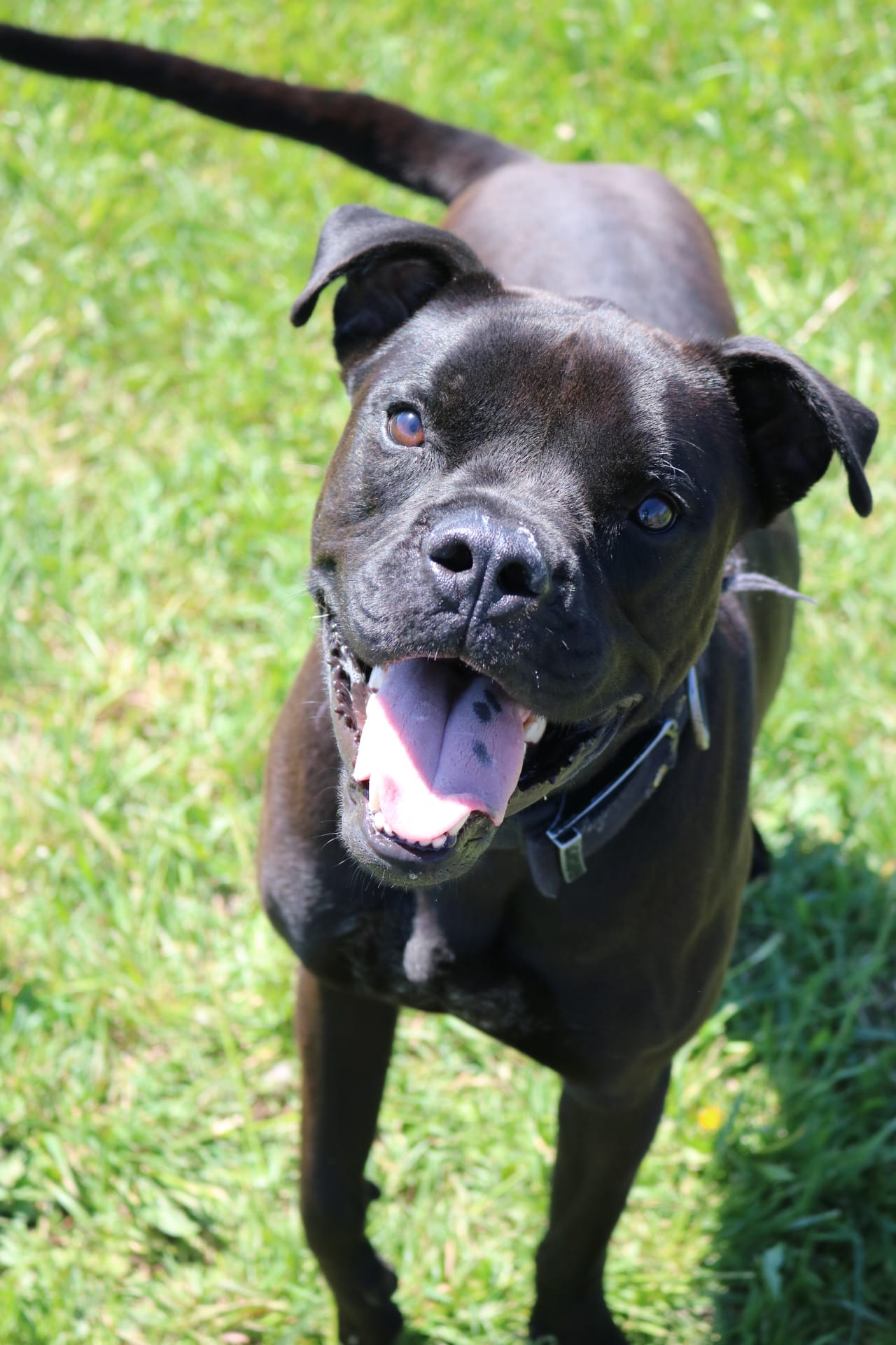 Dale, Almost 2 year old, Boxer Mix, Male