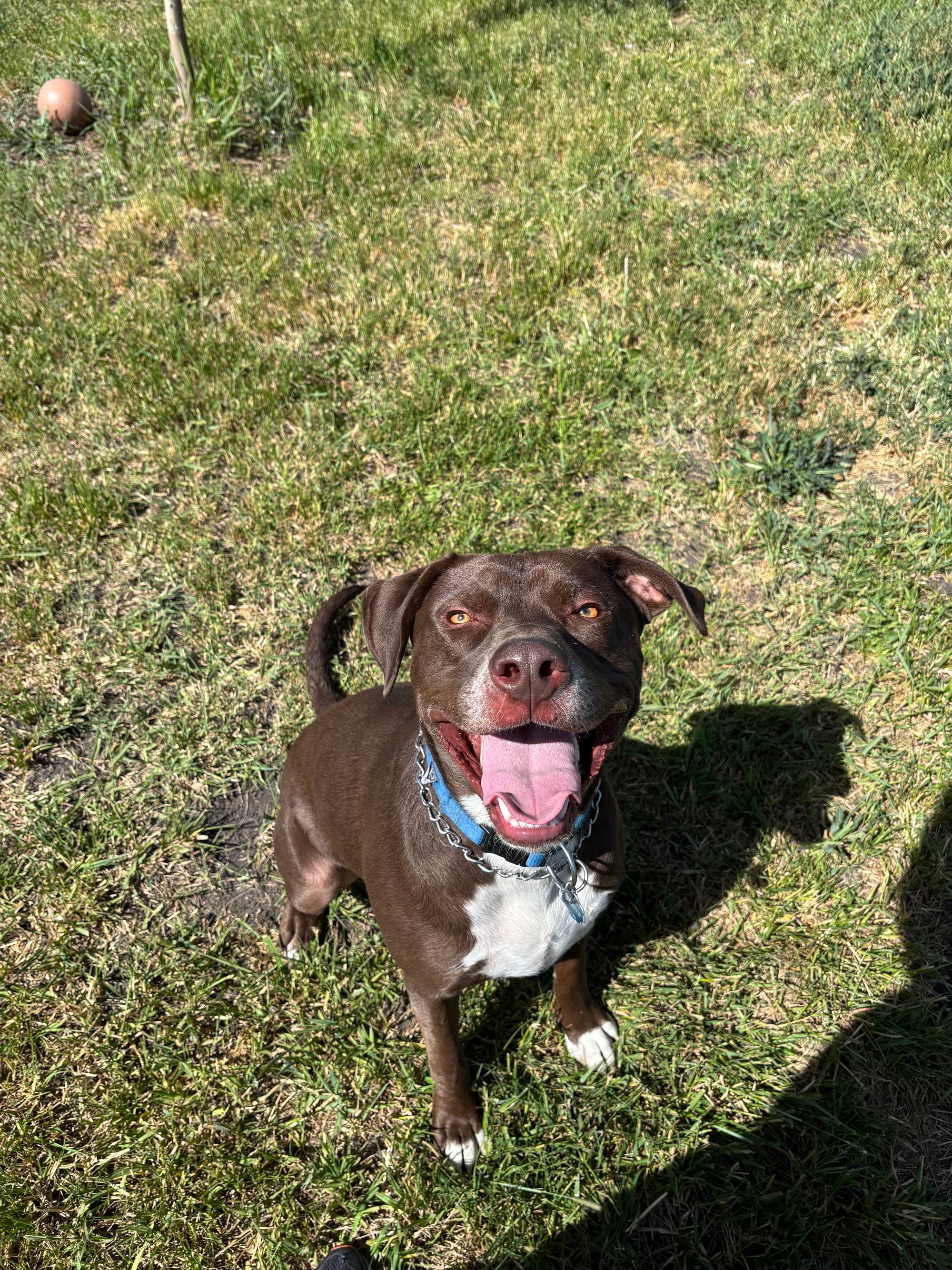 Blue, 1.5 Year Old Lab Mix, Male
