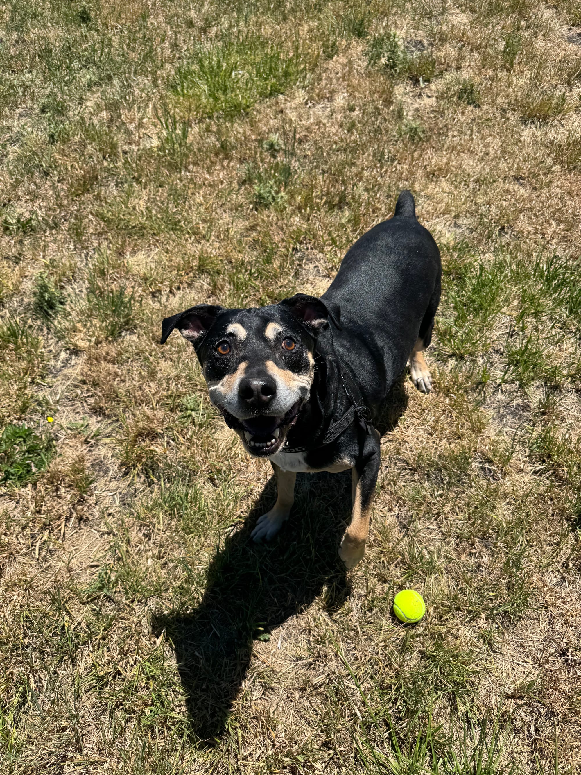 Batman, 8 Year Old, Mixed Breed, Male