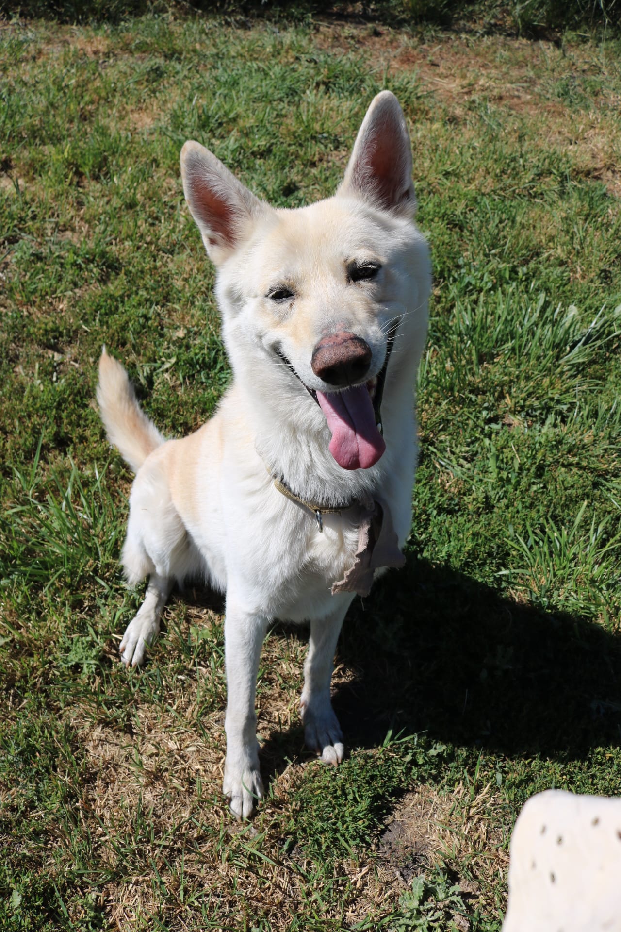 Nate, 5 Year old, Shepsky, Male