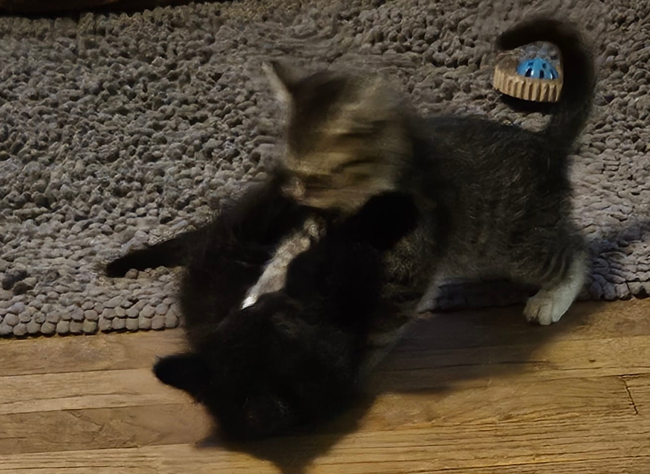Spooky and Salem (litter mates not bonded)