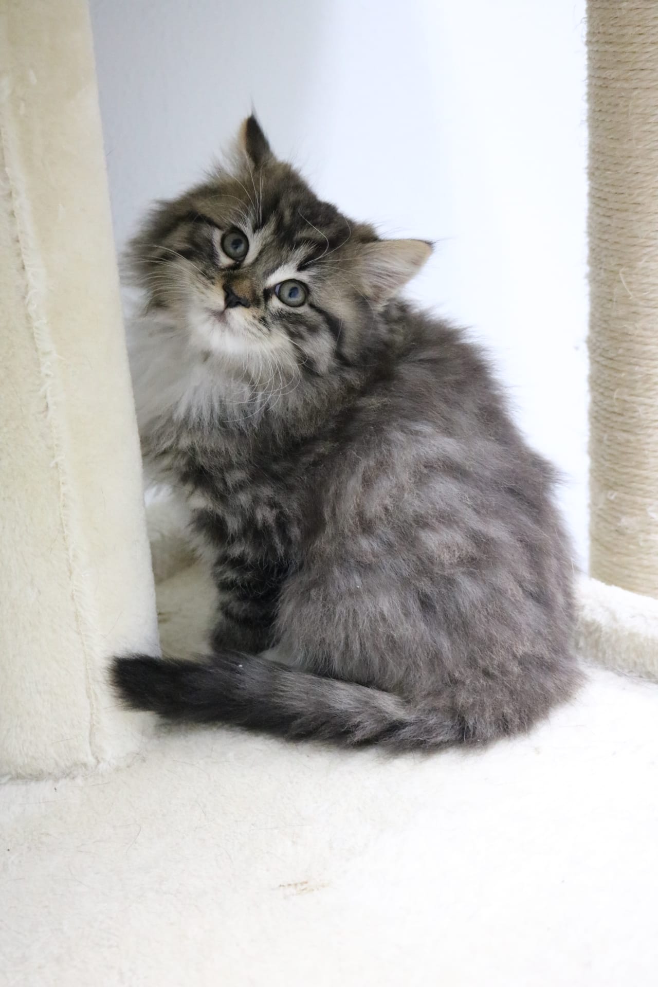 Helios, Fluffy Brown Tabby, Male