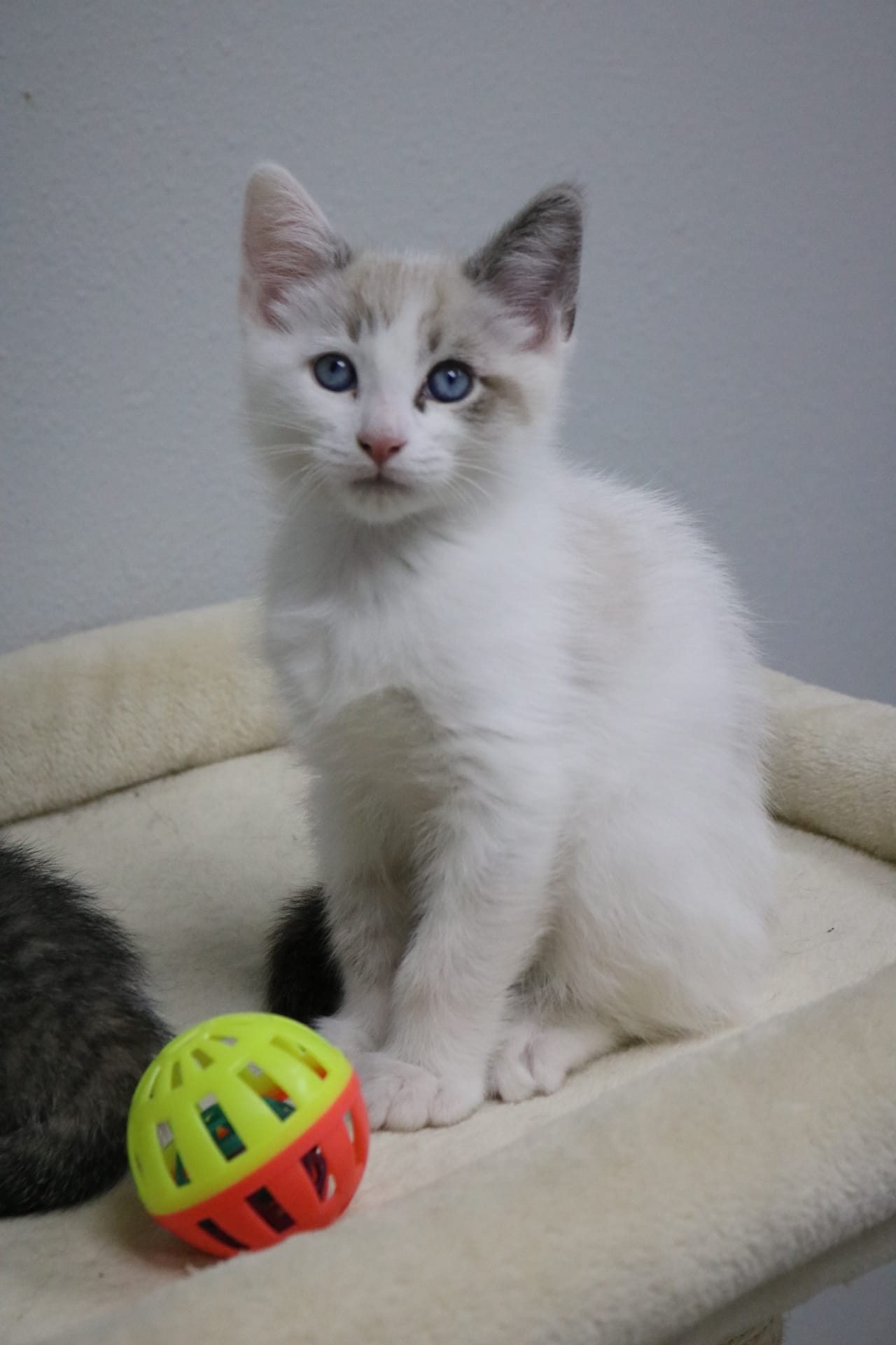 Caesar, White/Tabby, Male