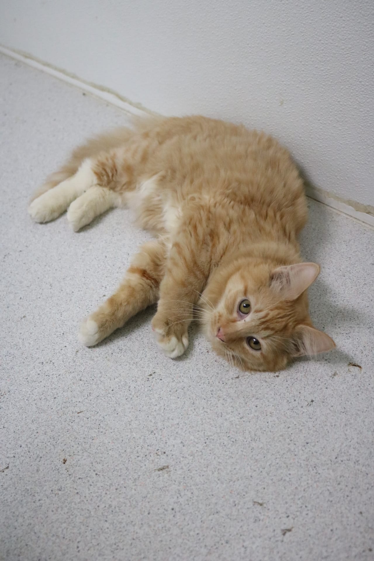 Patrick Star, 6 Month Old, Male