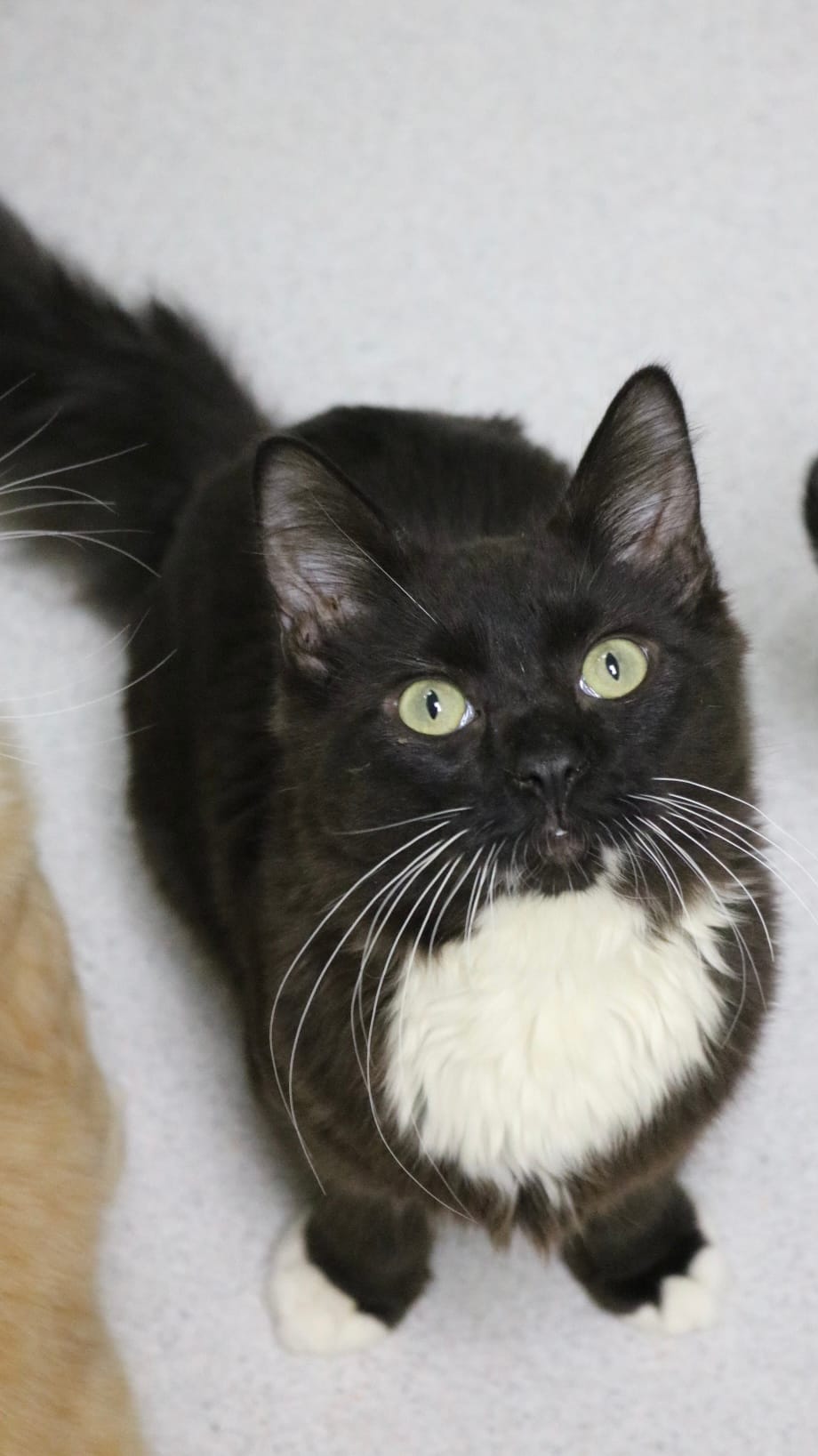 Plankton, 6 Month Old, Male