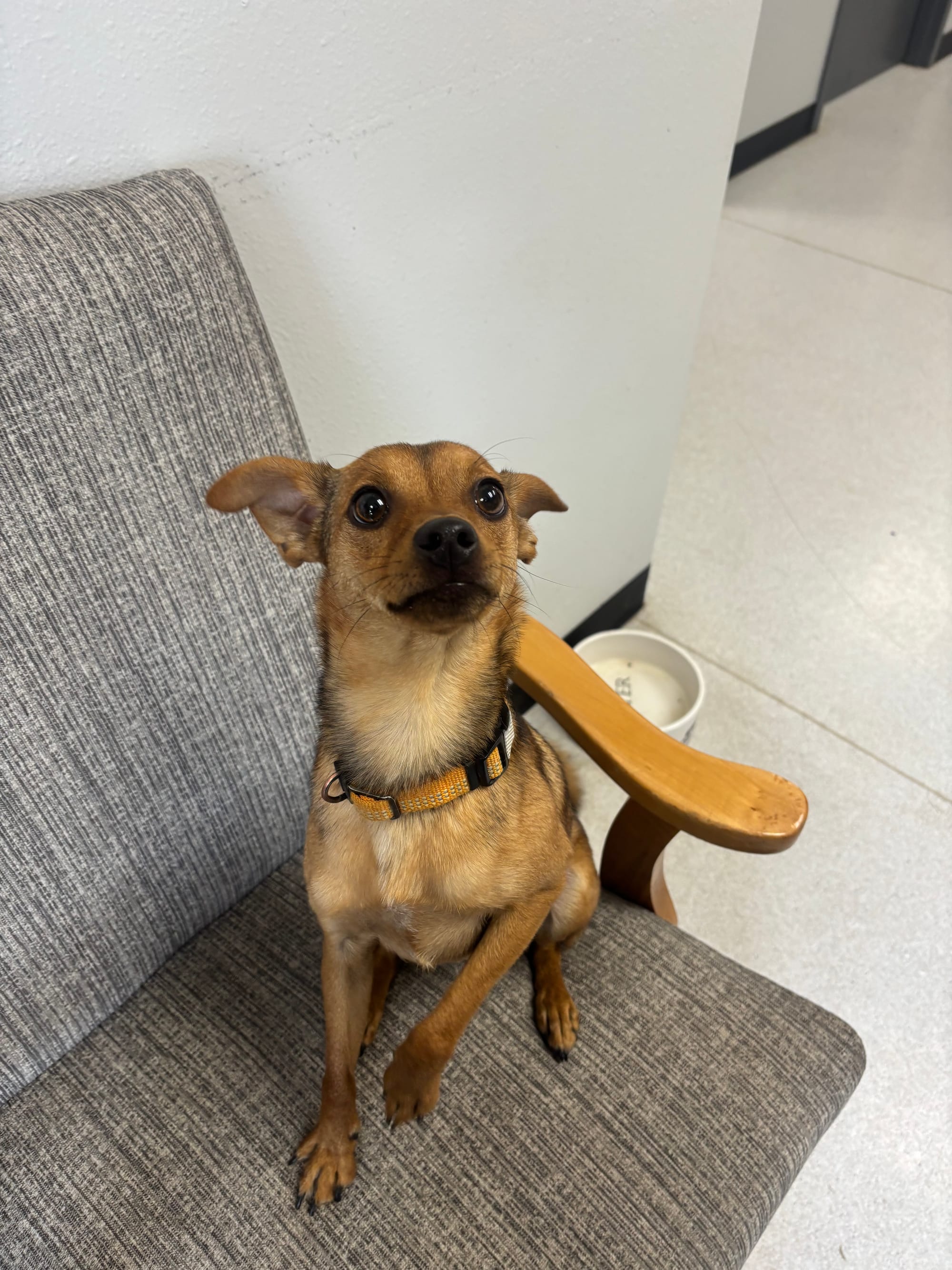 Meet Pooh Bear AKA Rusty (IN FOSTER CARE)