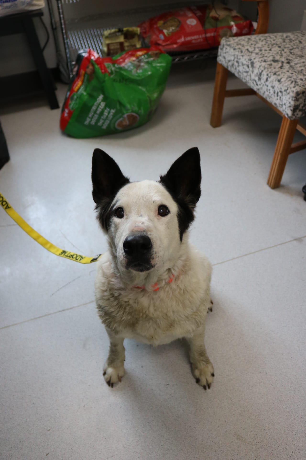 Buddy, 10 Year Old Heeler/Border Collie Mix, Male