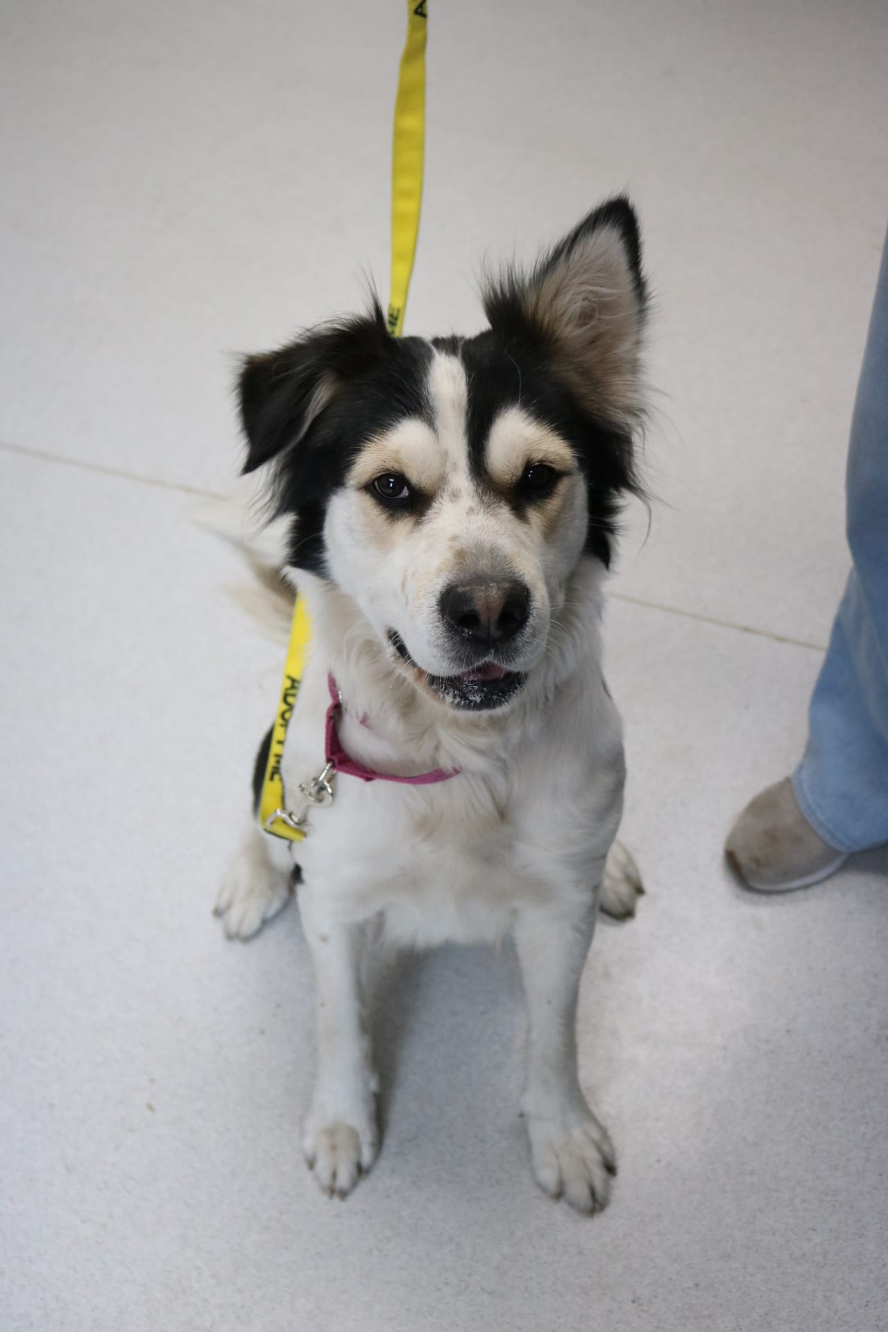 Cashmere, 1 year old female, will be spayed 8/14/26