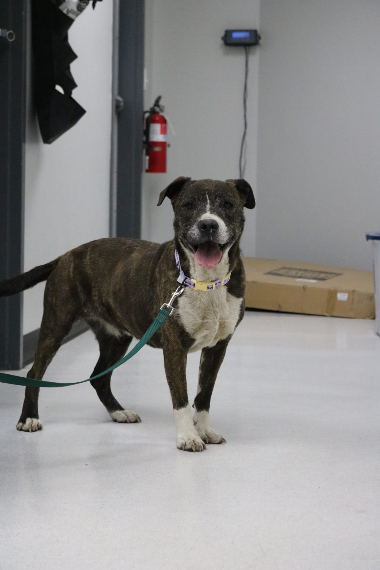 Stacy, Pitbull Mix, 8 Year Old, Female