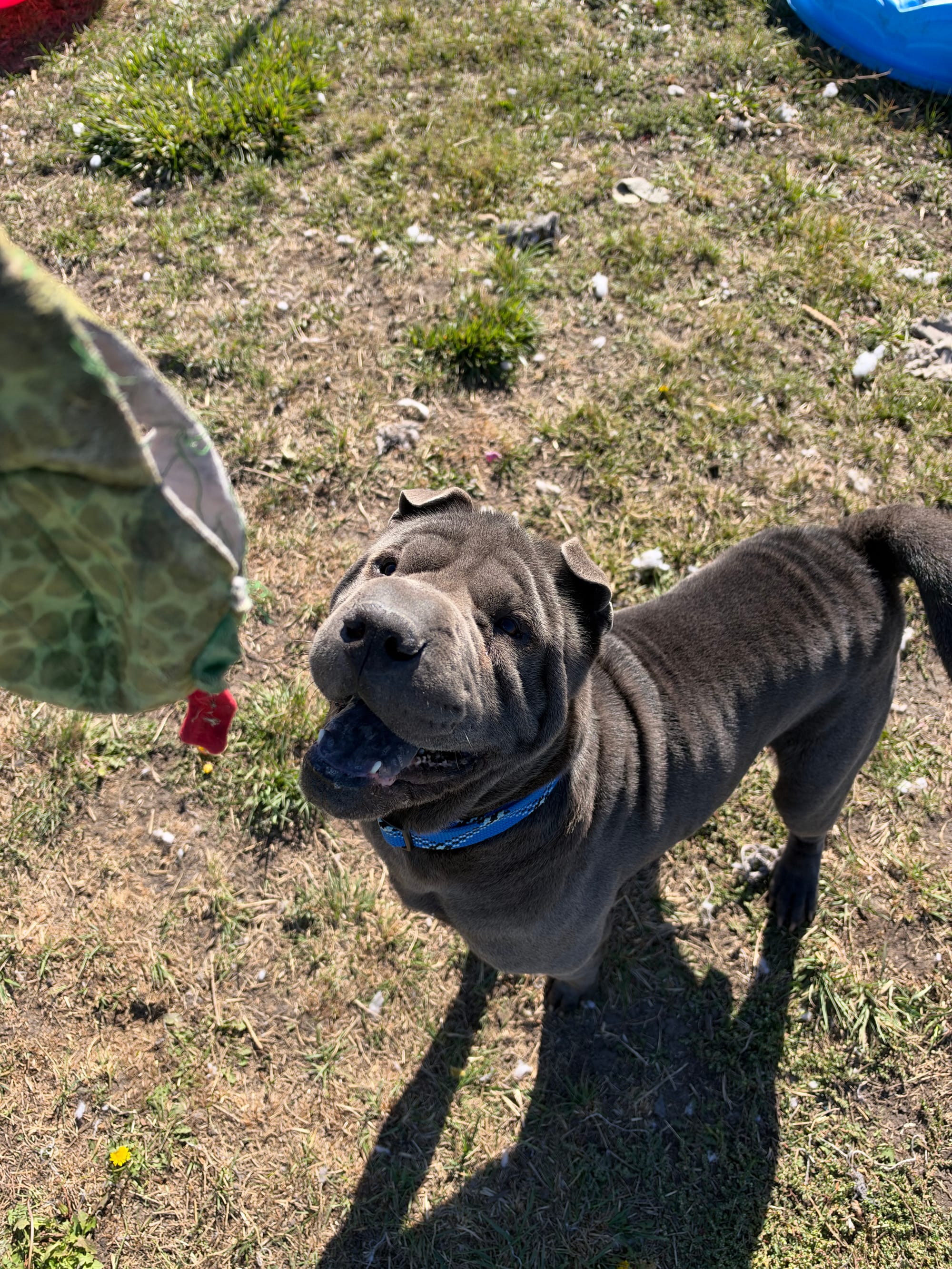 Steve, 5 Year Old, Shar-Pei, Male