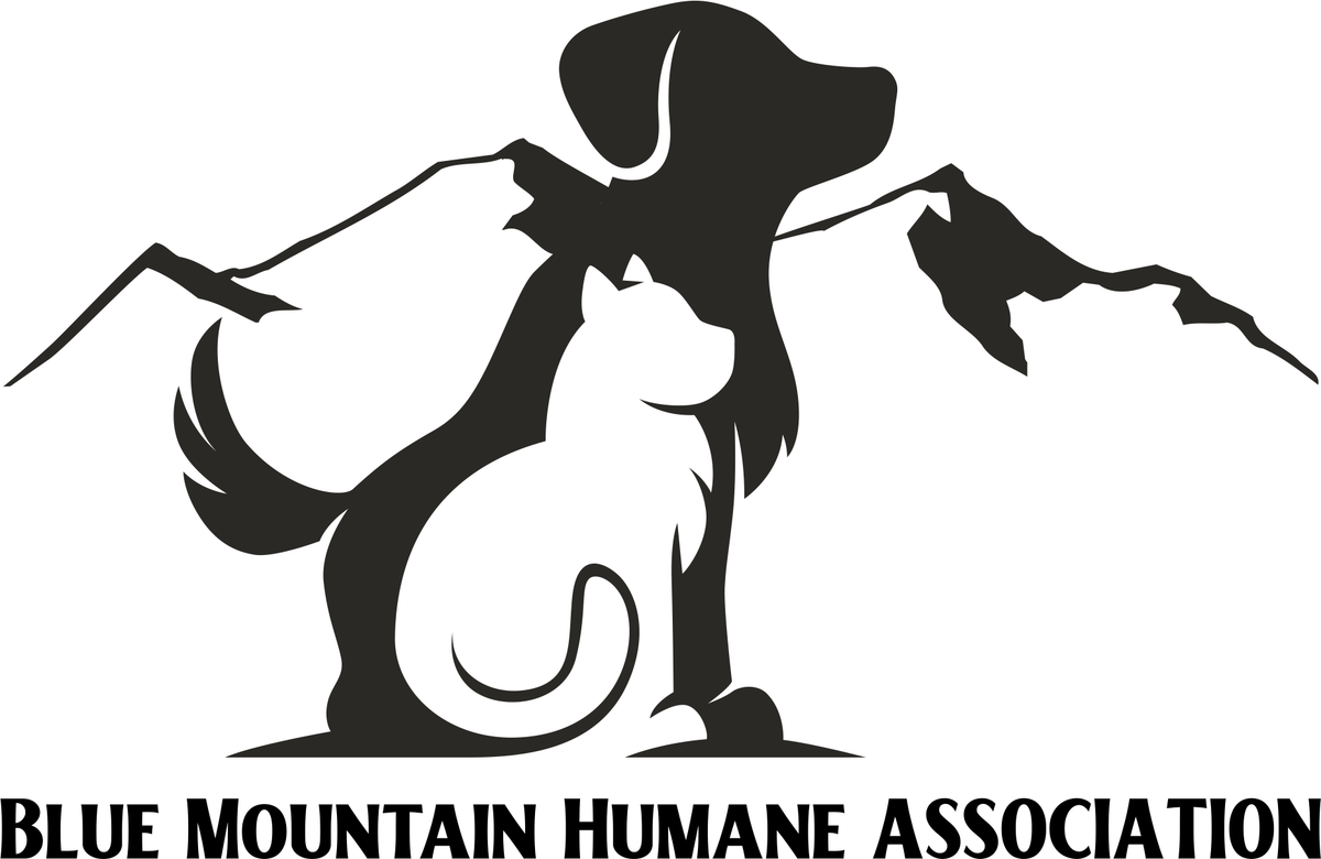 Monthly Adoption Videos