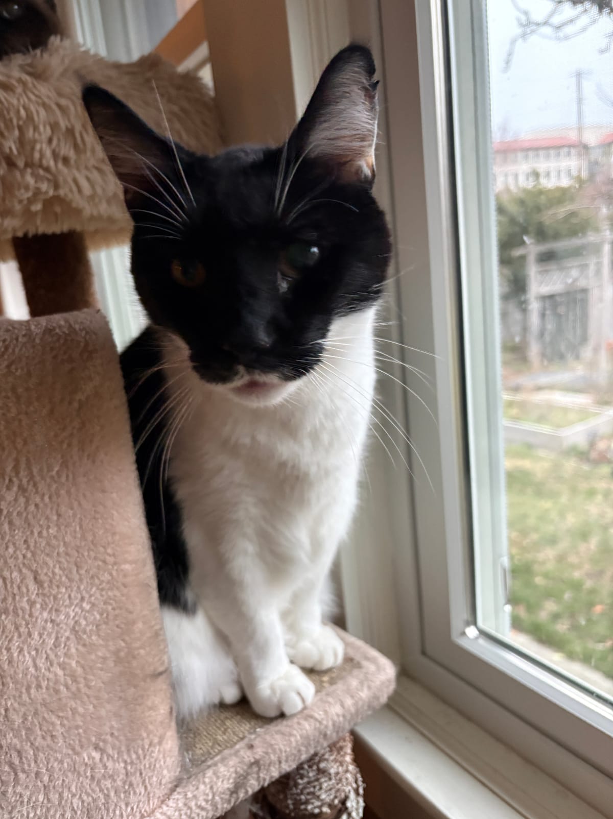 Batman — 9-Year-Old Black & White Gentle Giant