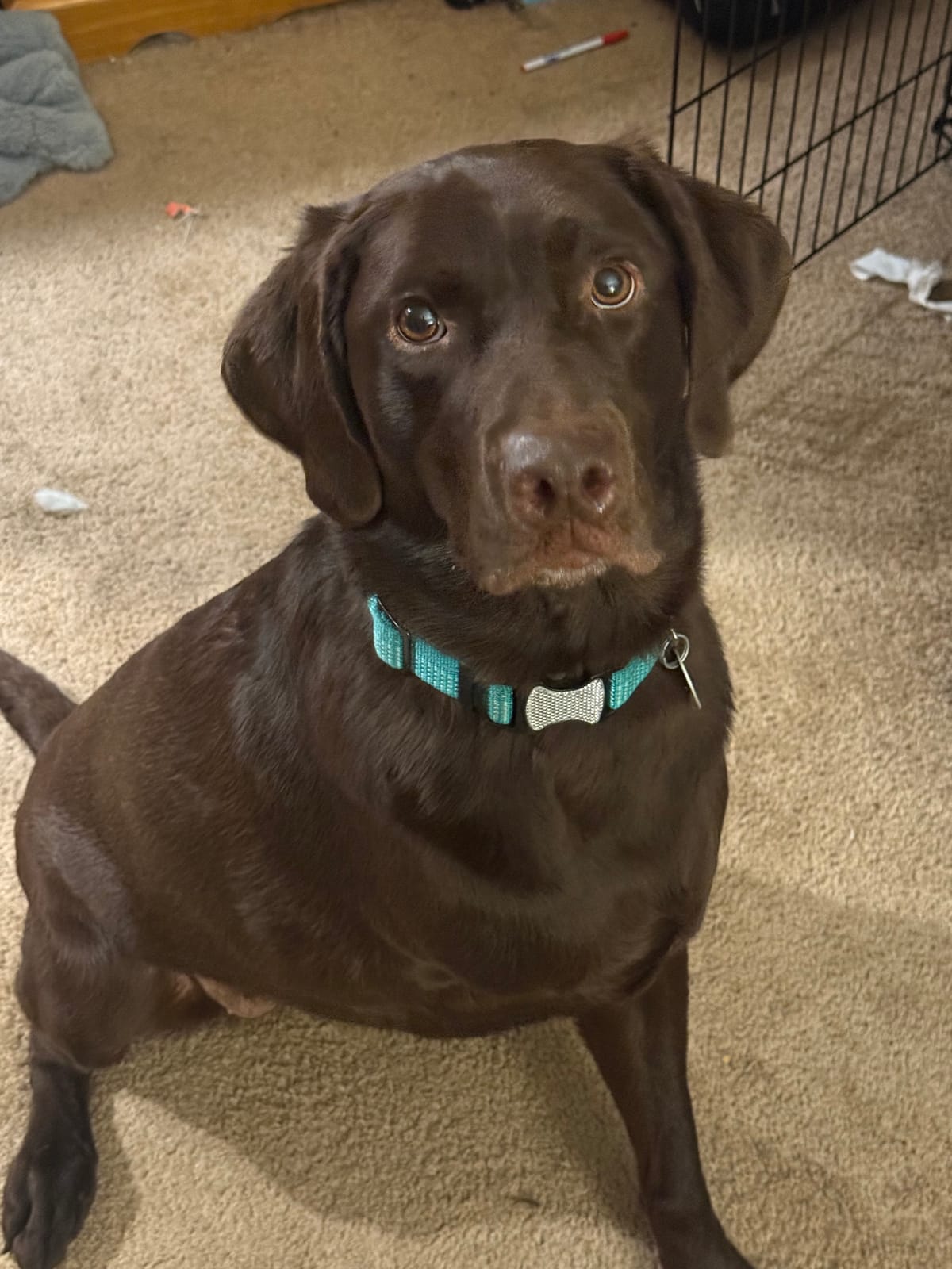 Lucy, 3 year old lab