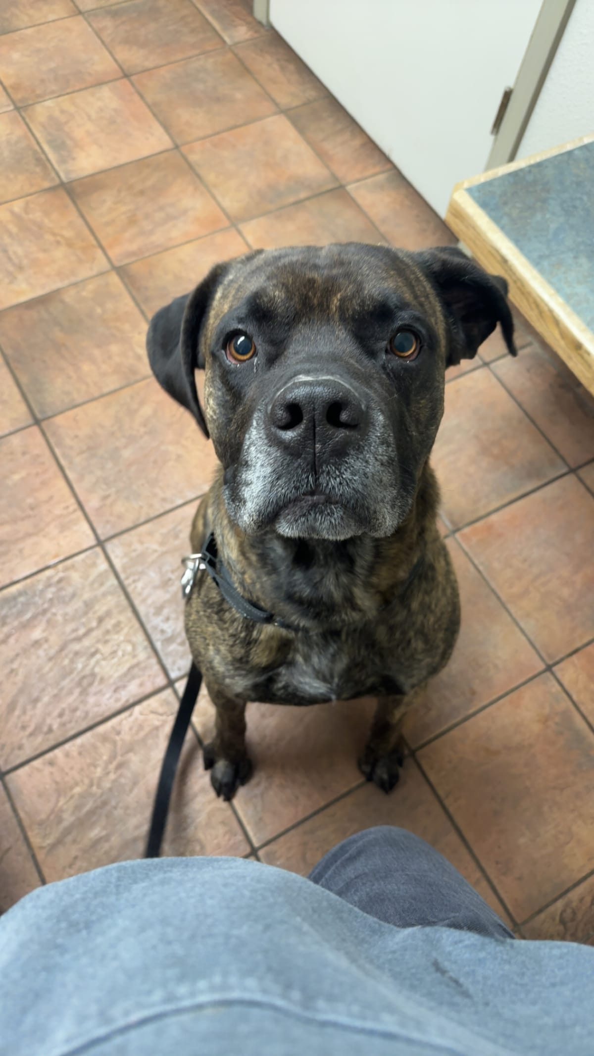 Loki, 5 Years old, Male, Mastiff Mix!