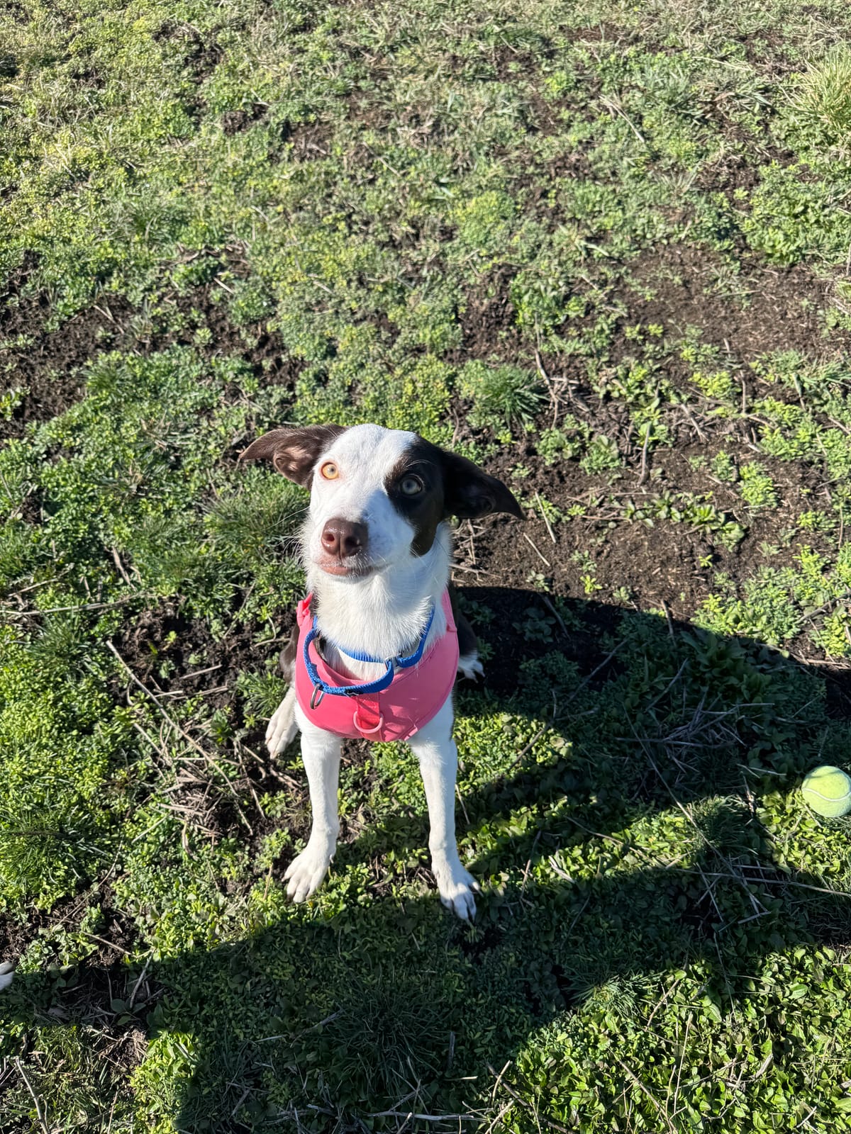 Diamond, 7/8 month old border collie/hound, female