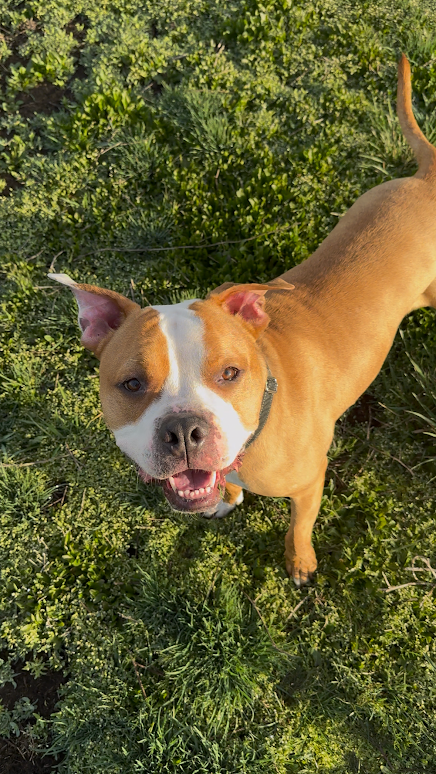 Oliver Twist, American Staffy / American Bull Terrier , 3–4 years old, Male