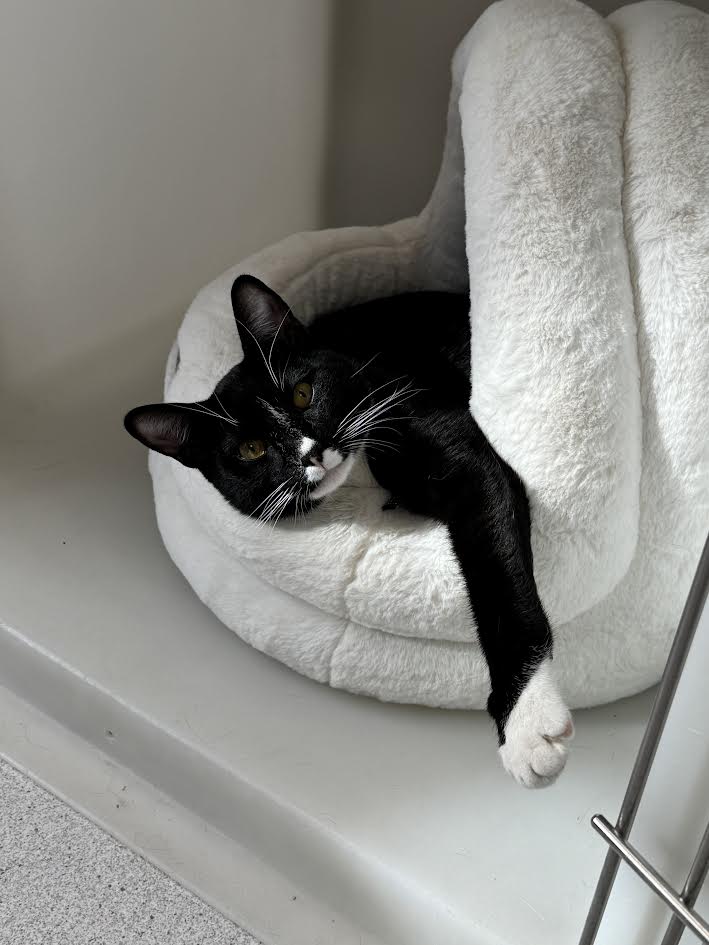 Socks, 10 month old tuxedo, Male