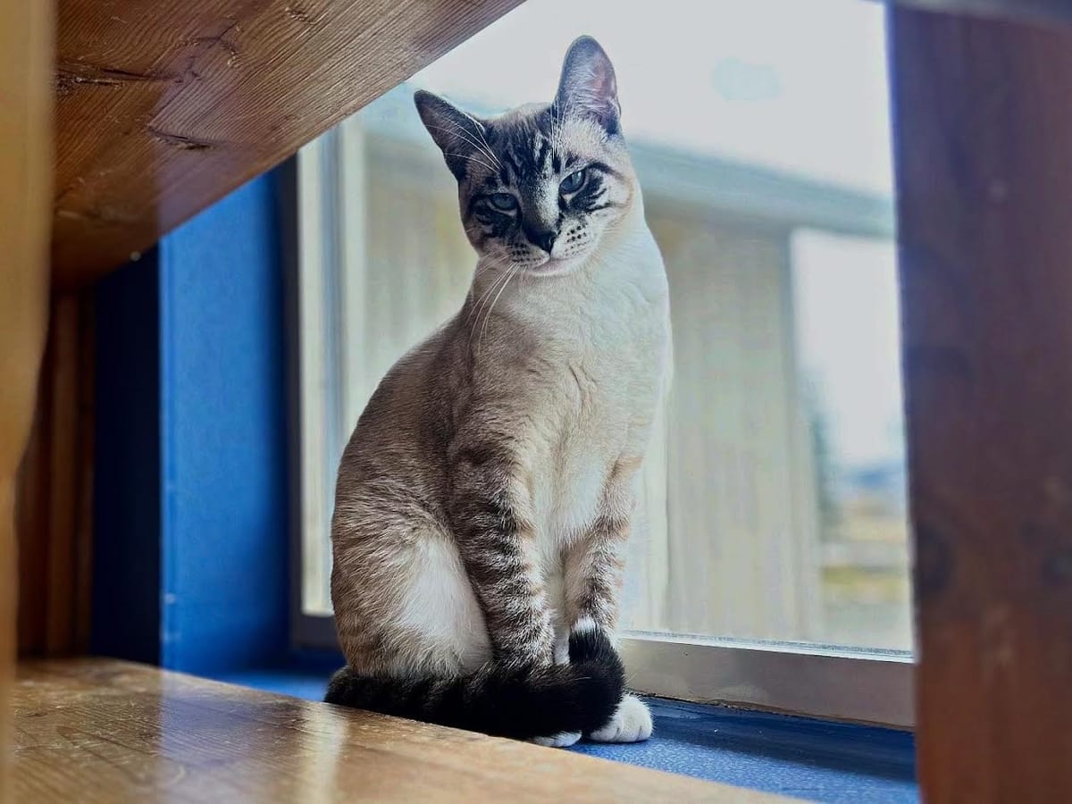 Shredder, 10 month old Siamese, Male