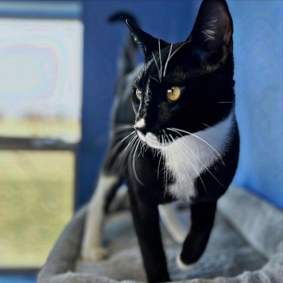 Socks, 10 month old tuxedo, Male
