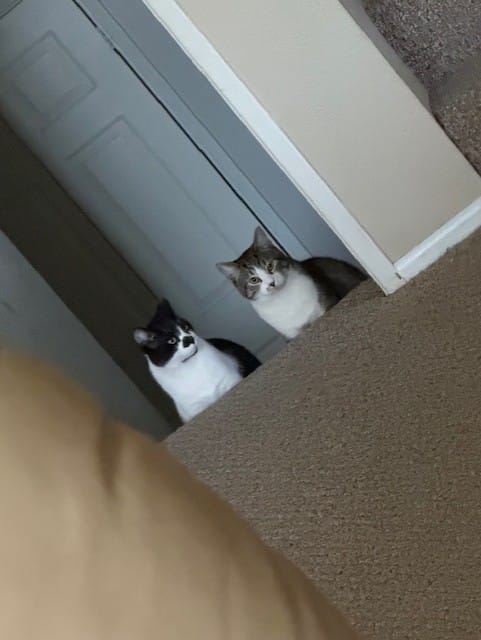 Chester & Oreo! Bonded pair, males