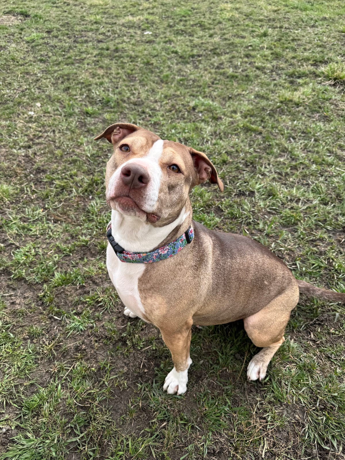 Girlfriend, 3 year old Pitbull, Female