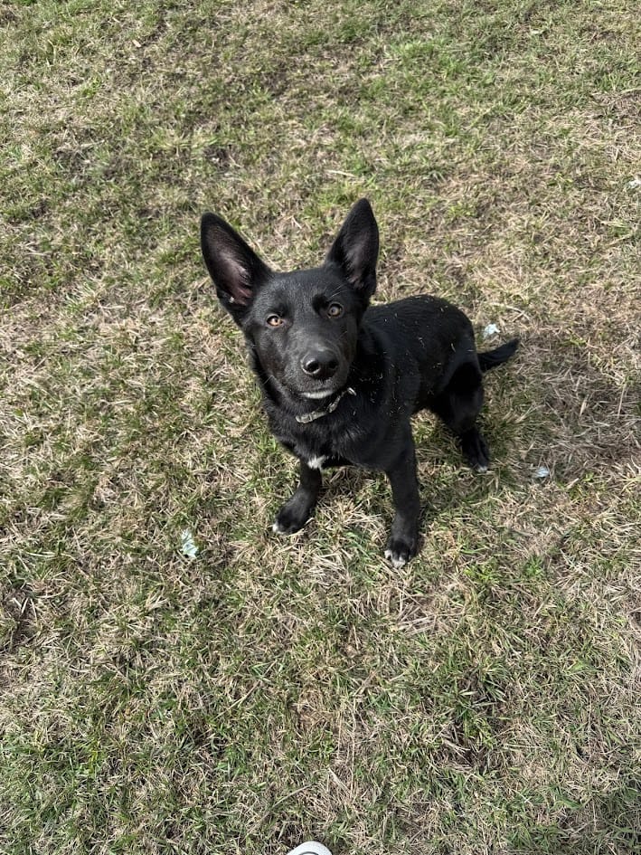 Carolyn, 1-Year, Old Mixed Breed, Female