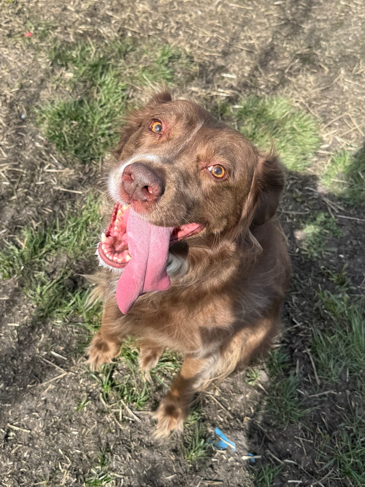 Maggie, 9 year old, Irish Setter/Australian Shepherd mix, Female