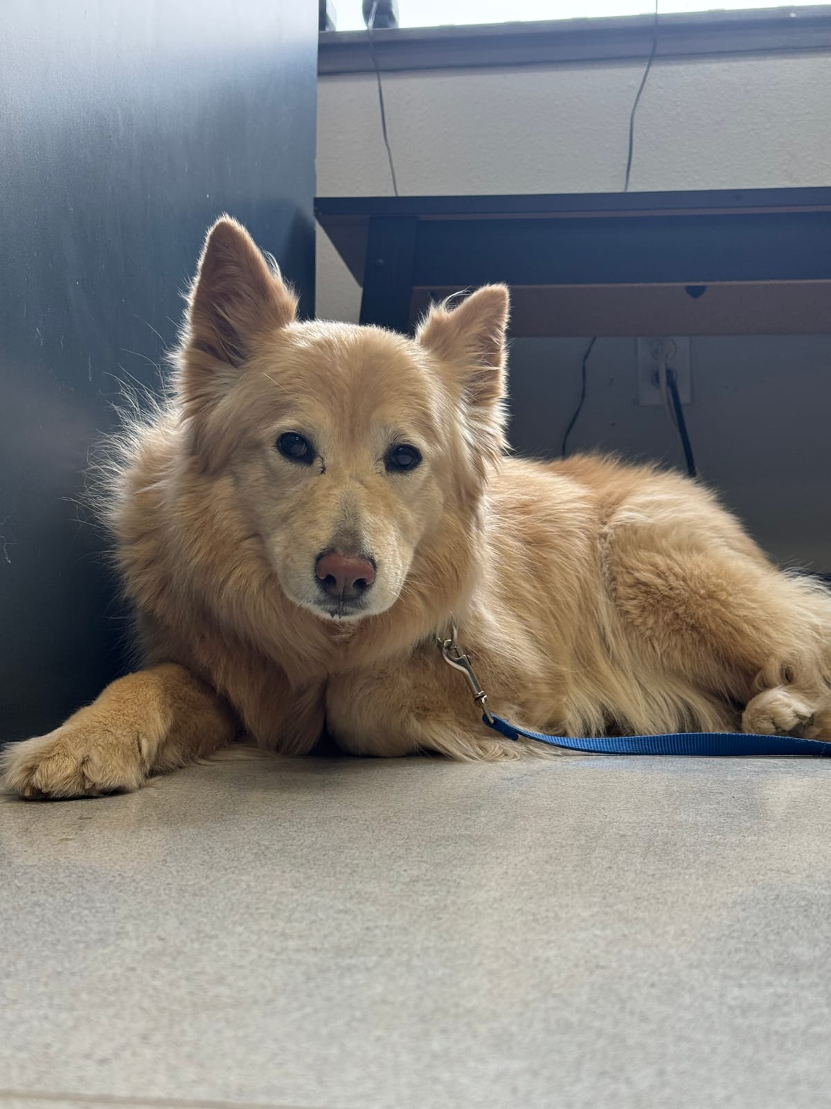 Nala, 7.5 year old German Shep/Chow, Female