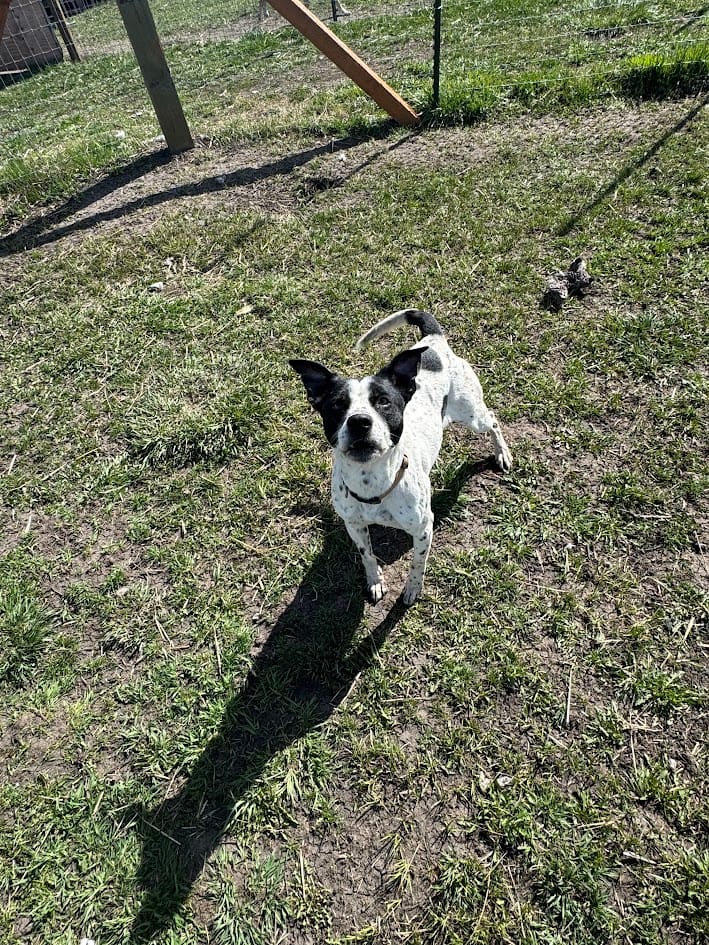 Monty, Almost 8 year old, Jack Russell Mix, Male