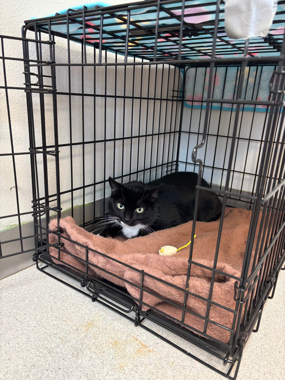 Boots, 8 year old tuxedo, Male