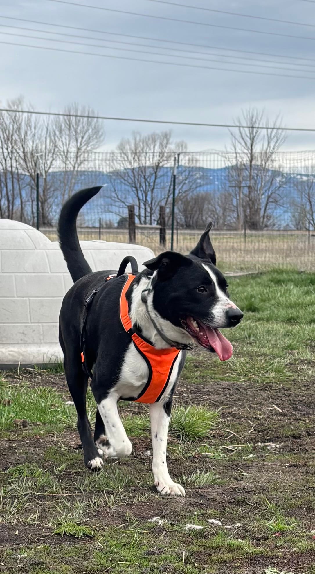 Anubis, 4 year old Pitbull, Male