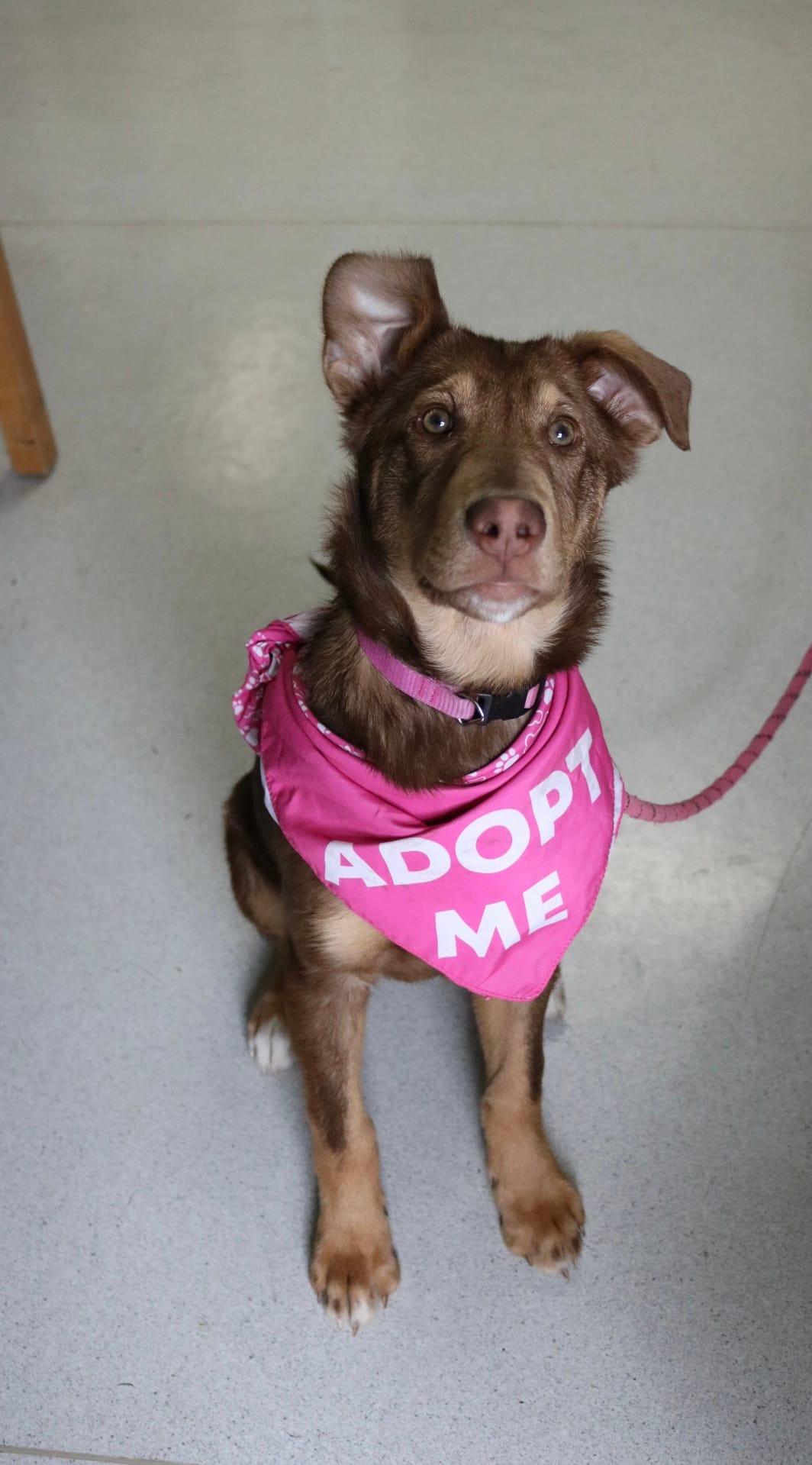 Dolly, 4 month old kelpie mix, female