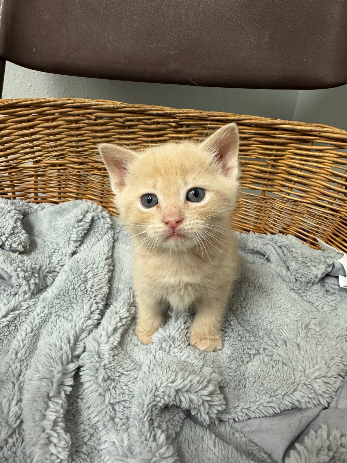 Cheddar, Light Orange Male, NOT READY TO BE ADOPTED YET