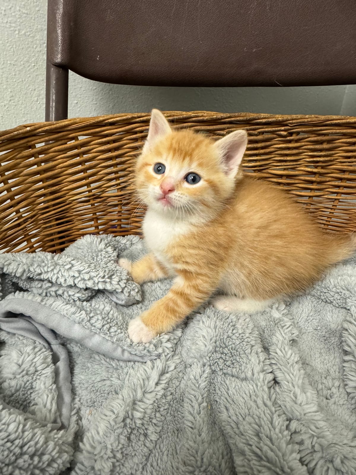 Gouda, Darker Orange & White Male, NOT READY TO ADOPT YET