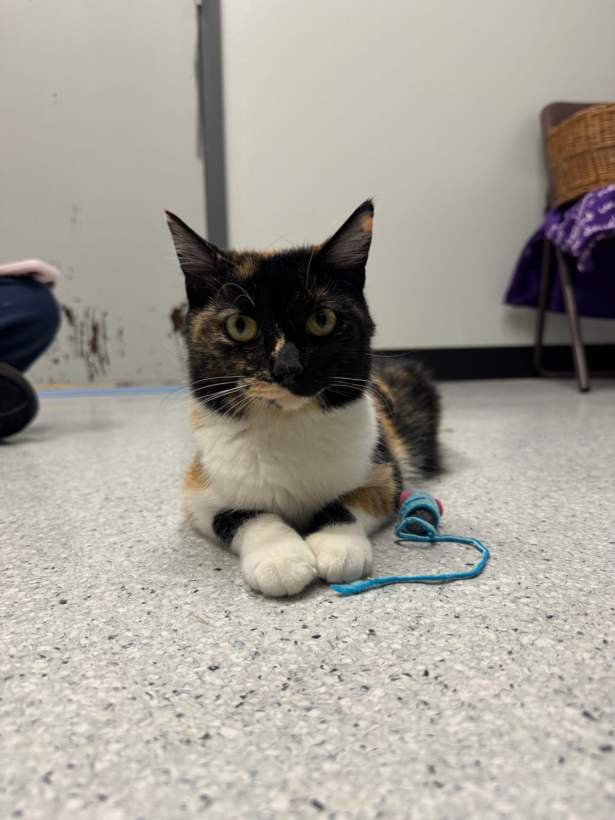 Tini (Calico Female – Mama Cat) NOT READY TO ADOPT YET