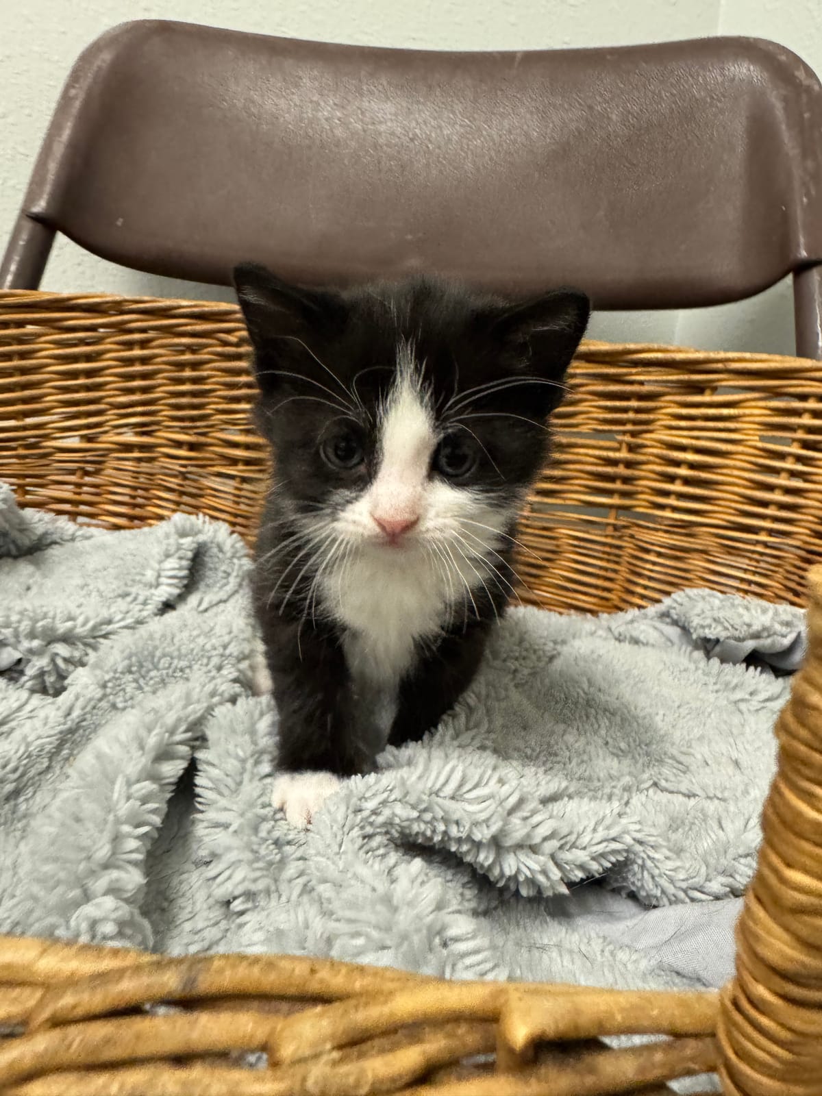 Roux, Tuxedo Female, NOT READY TO ADOPT YET