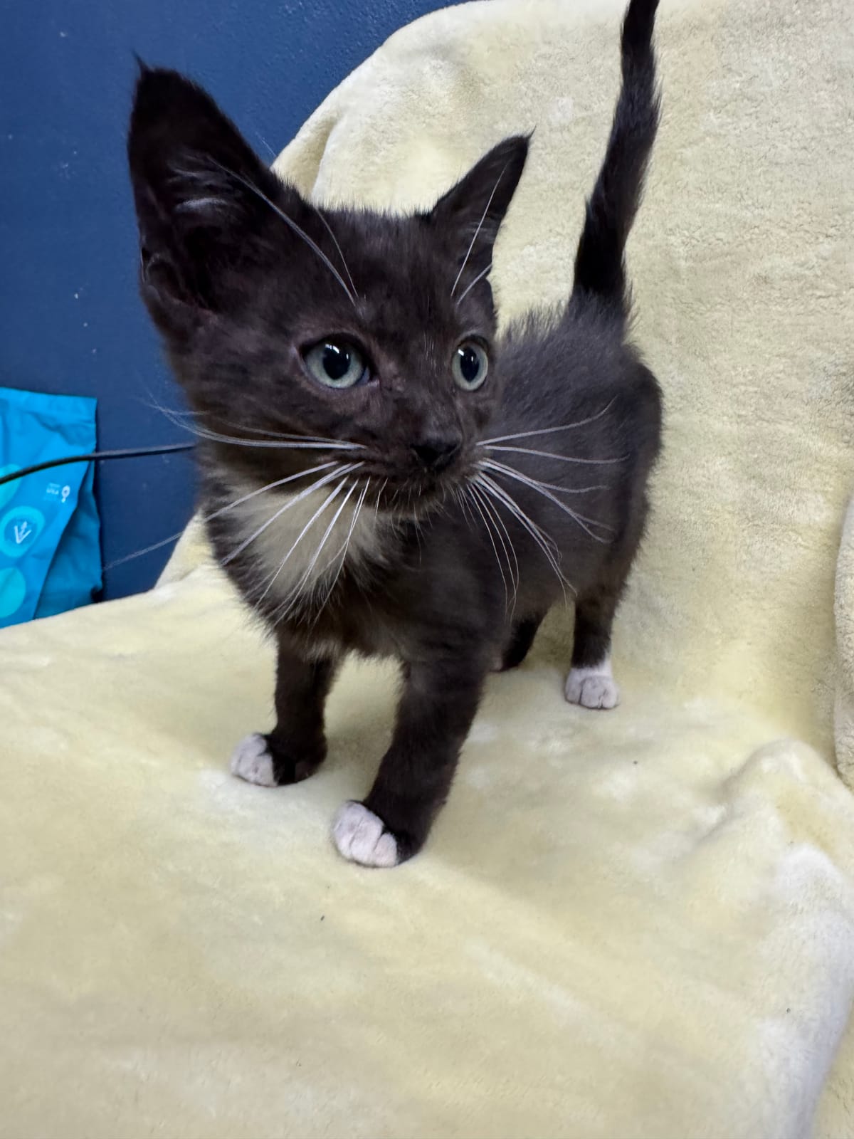 Dutchman, Male, NOT READY TO ADOPT YET